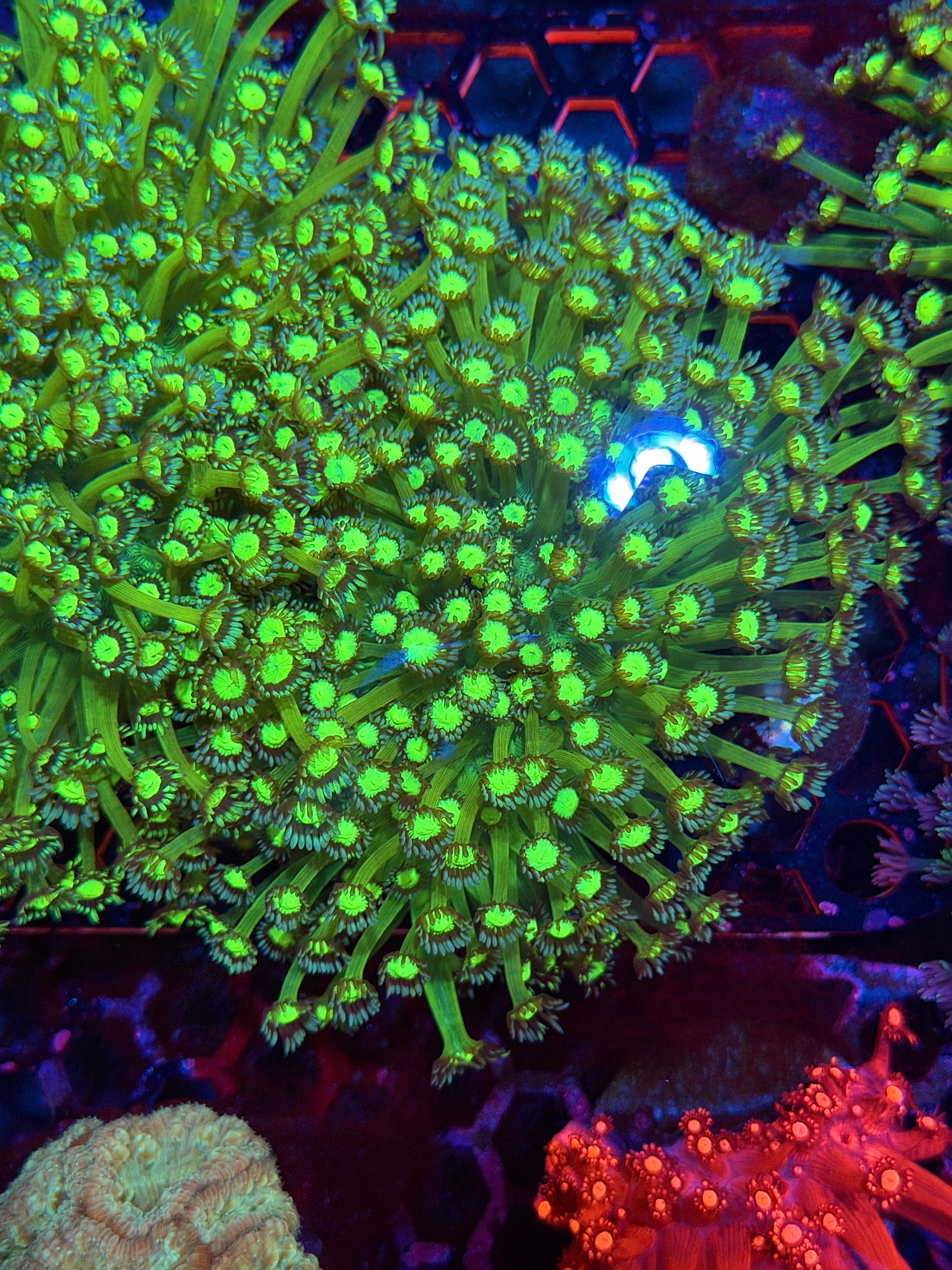 JEA Biohazard Goniopora Coral Colony XXXL BRIGHT 8/29