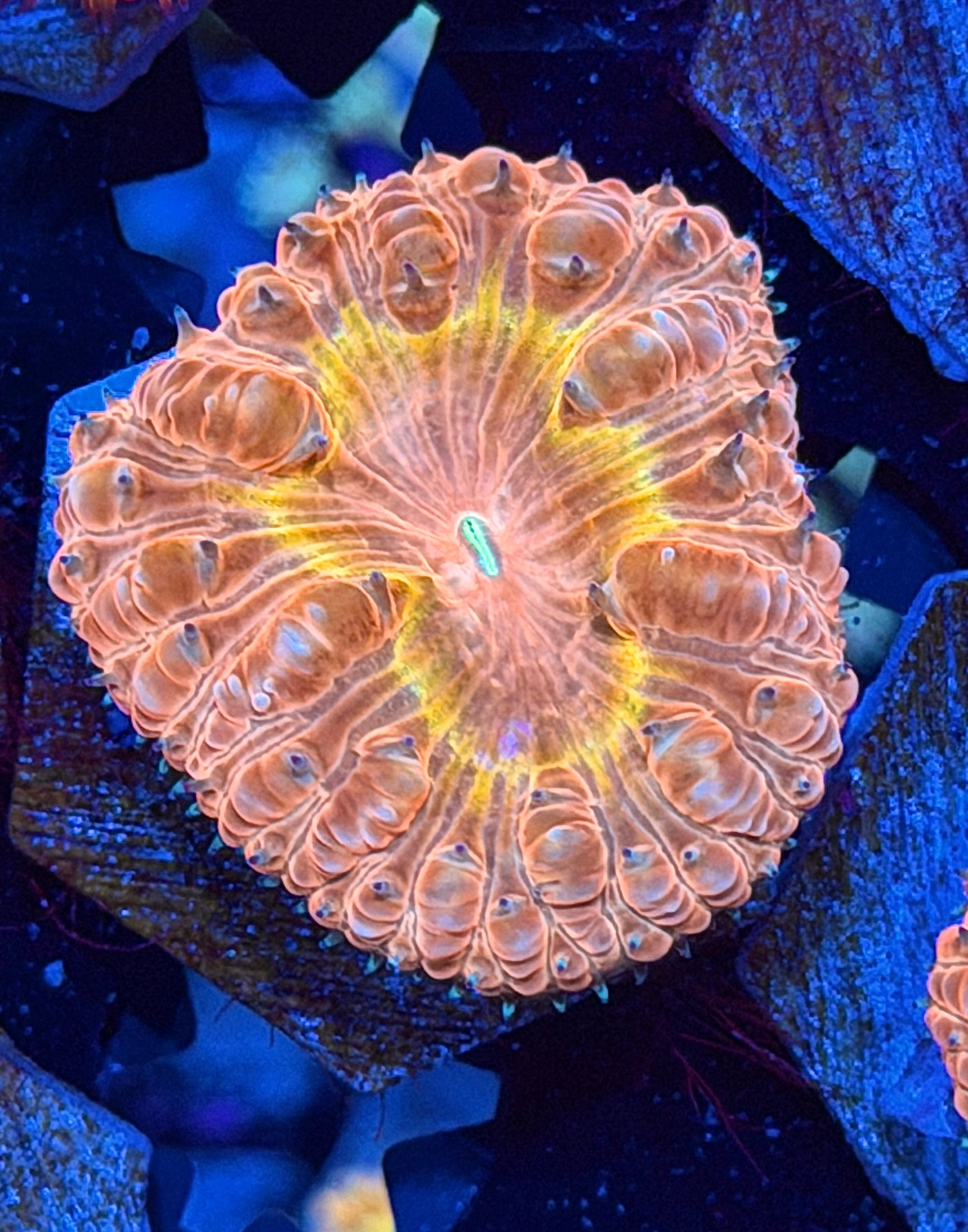 JEA Cyclops Blastomussa Coral 1 XL Head 8/29