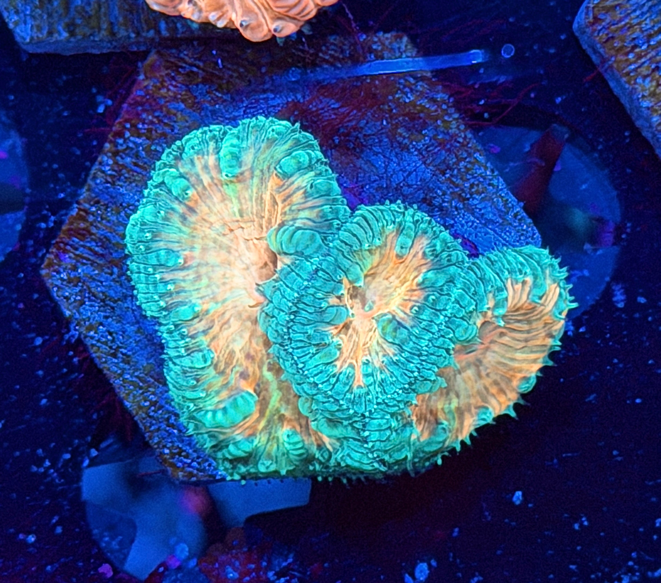 JEA Miami Vice Blastomussa Coral 3 Heads XL 8/29
