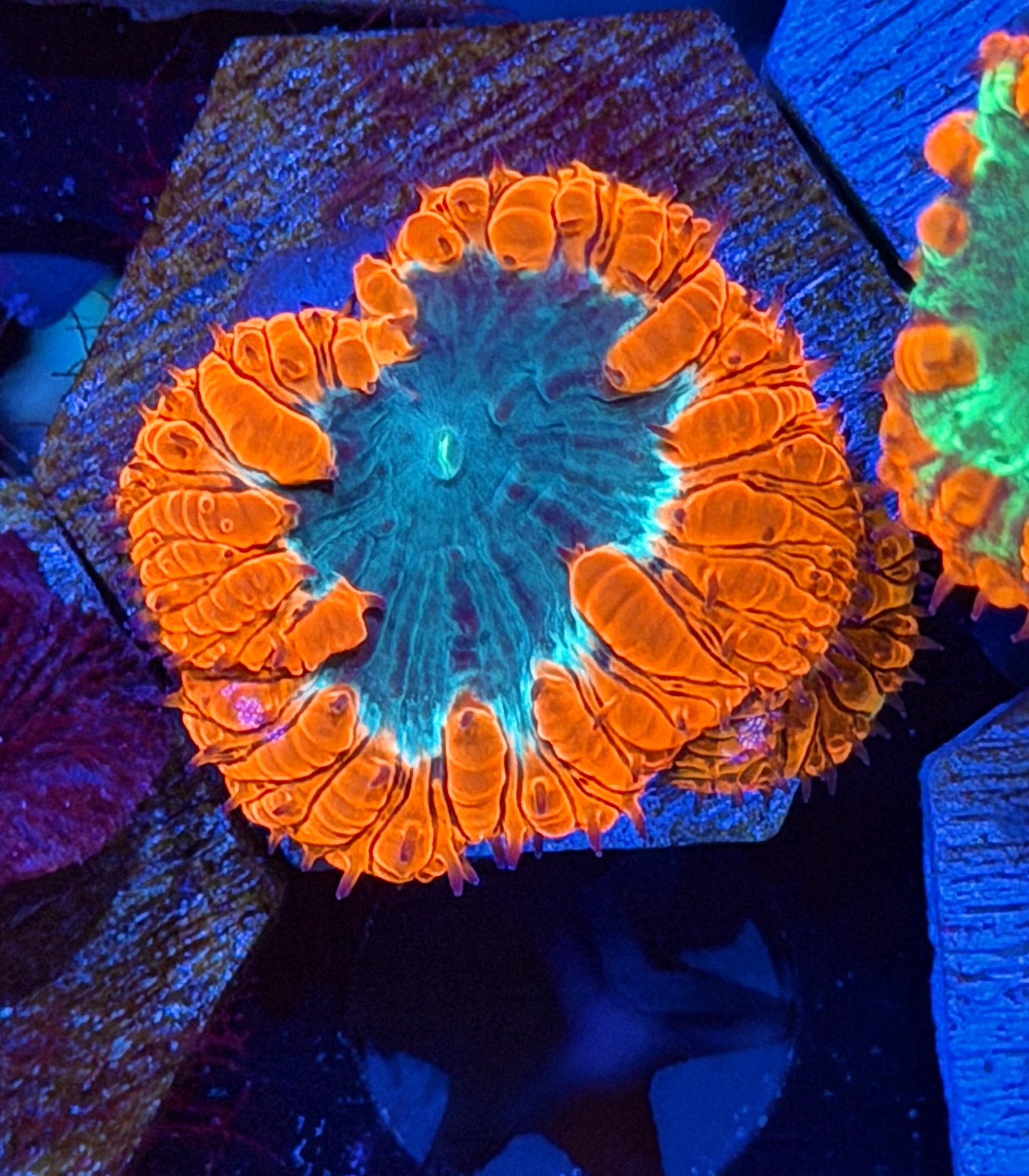 JEA Mortar Splash Blastomussa Coral 2 Heads XL 8/29
