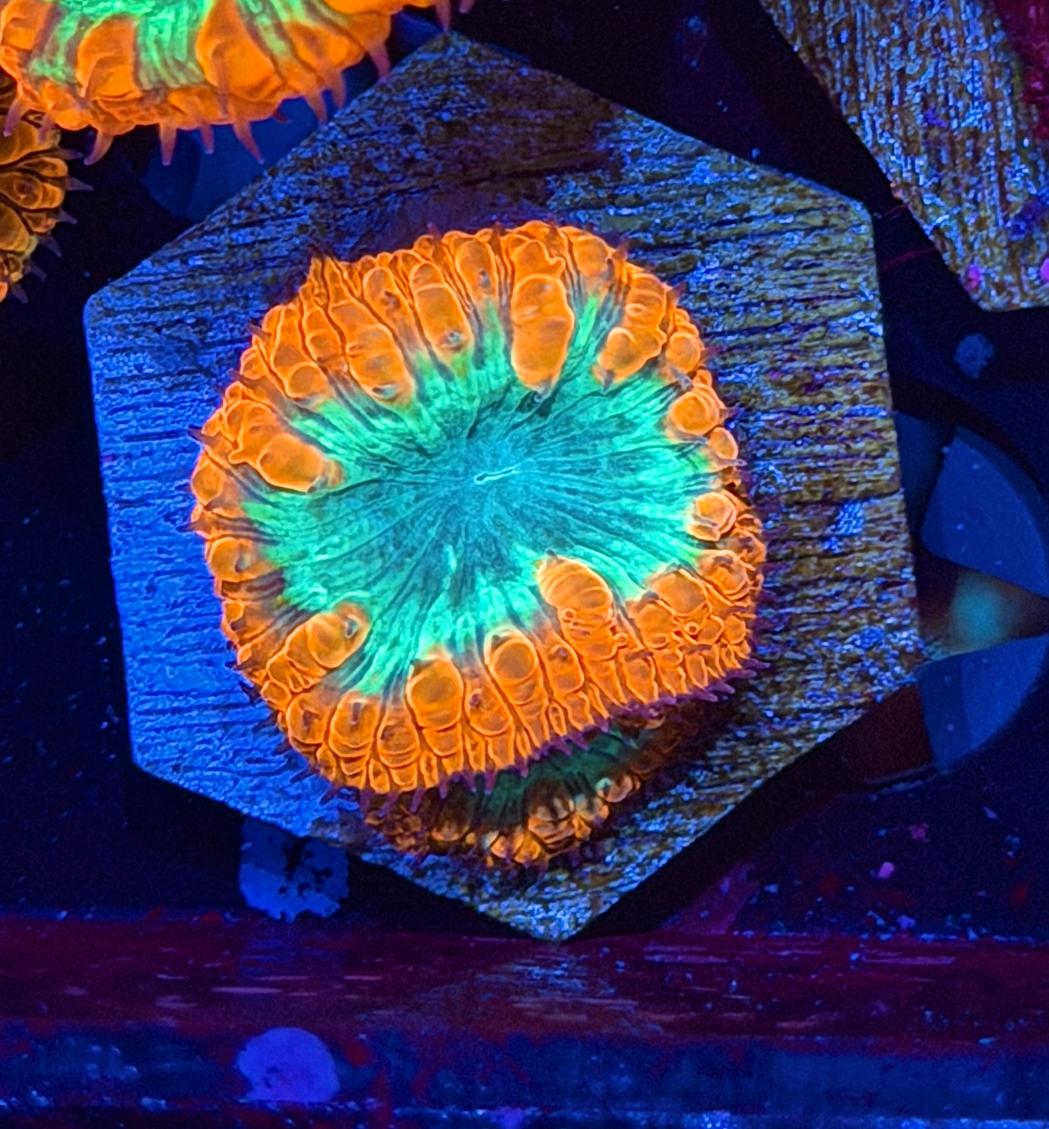 JEA Grinch Blastomussa Coral 2 XL Heads 8/28