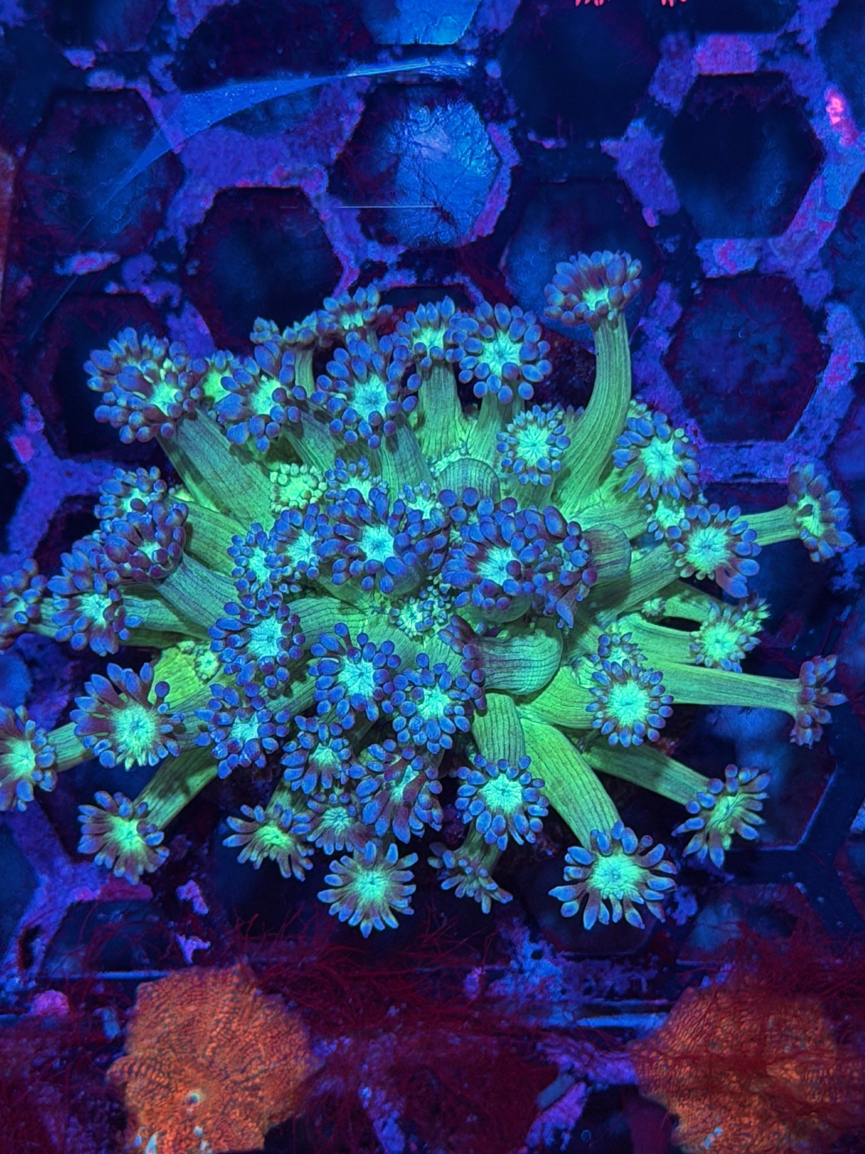 JEA Poison Ivy Alveopora Coral Colony XL