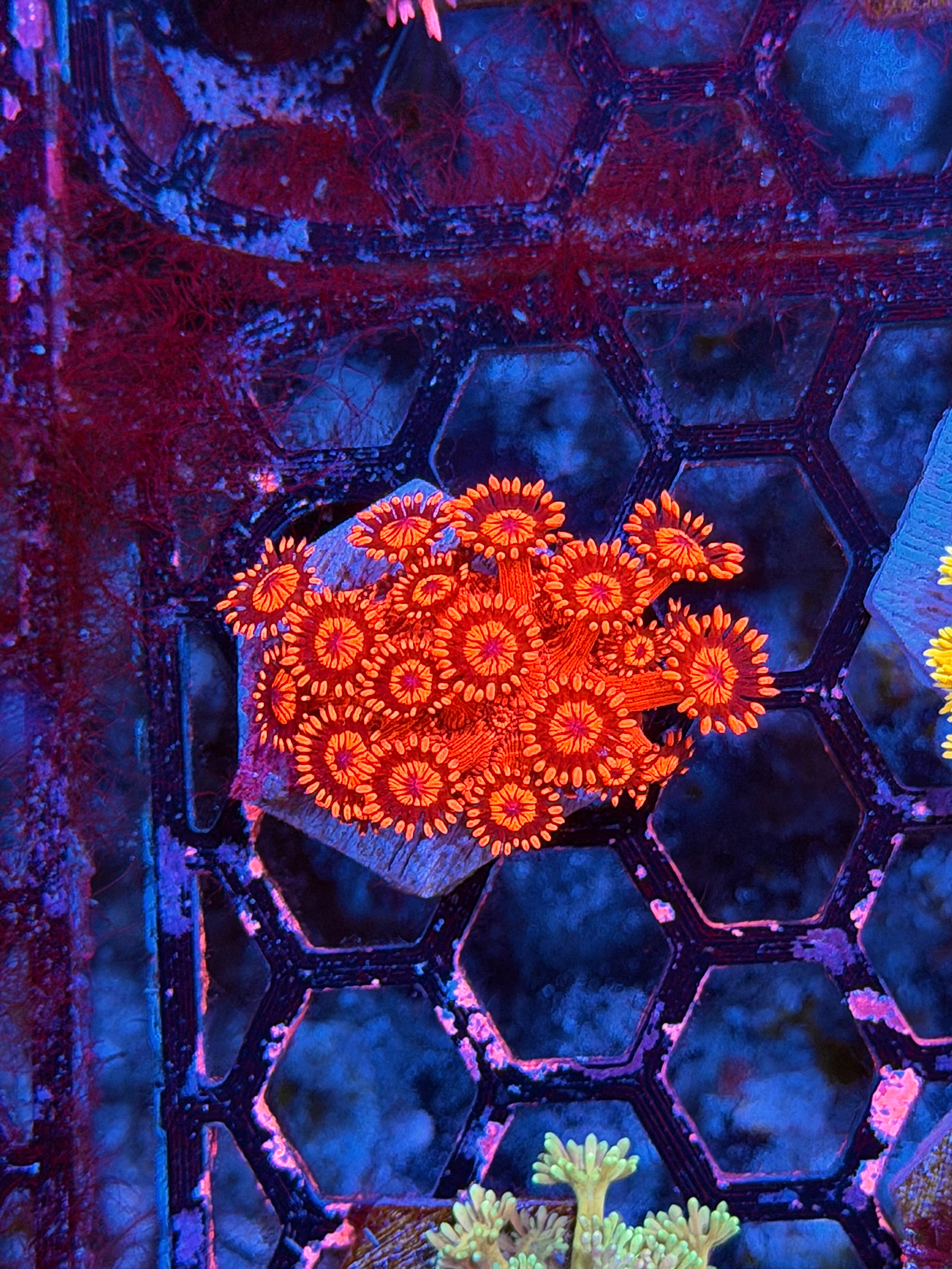 JEA Headshot Goniopora Coral Bright 8/29
