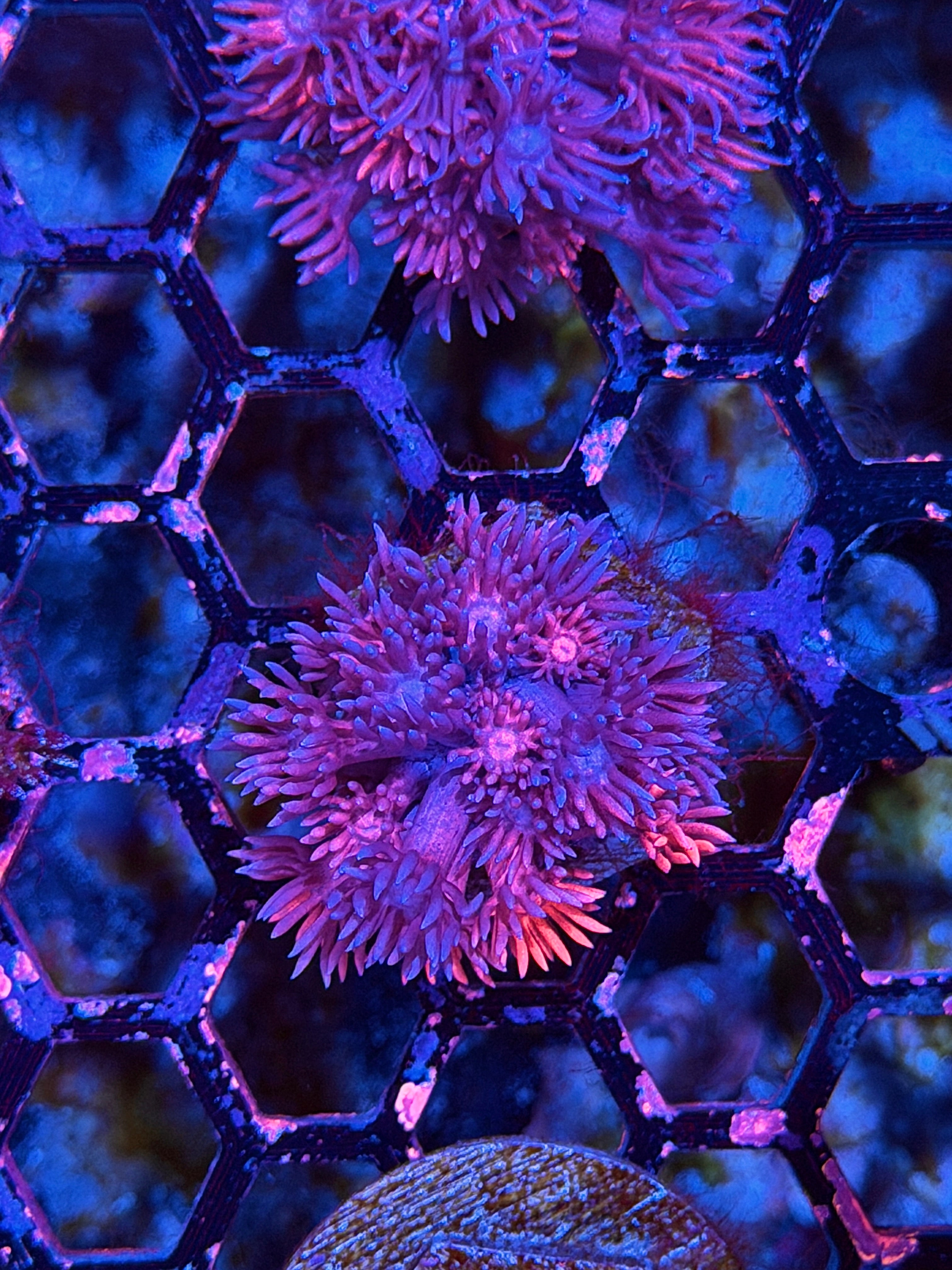 JEA Chimera Goniopora Coral 8/23