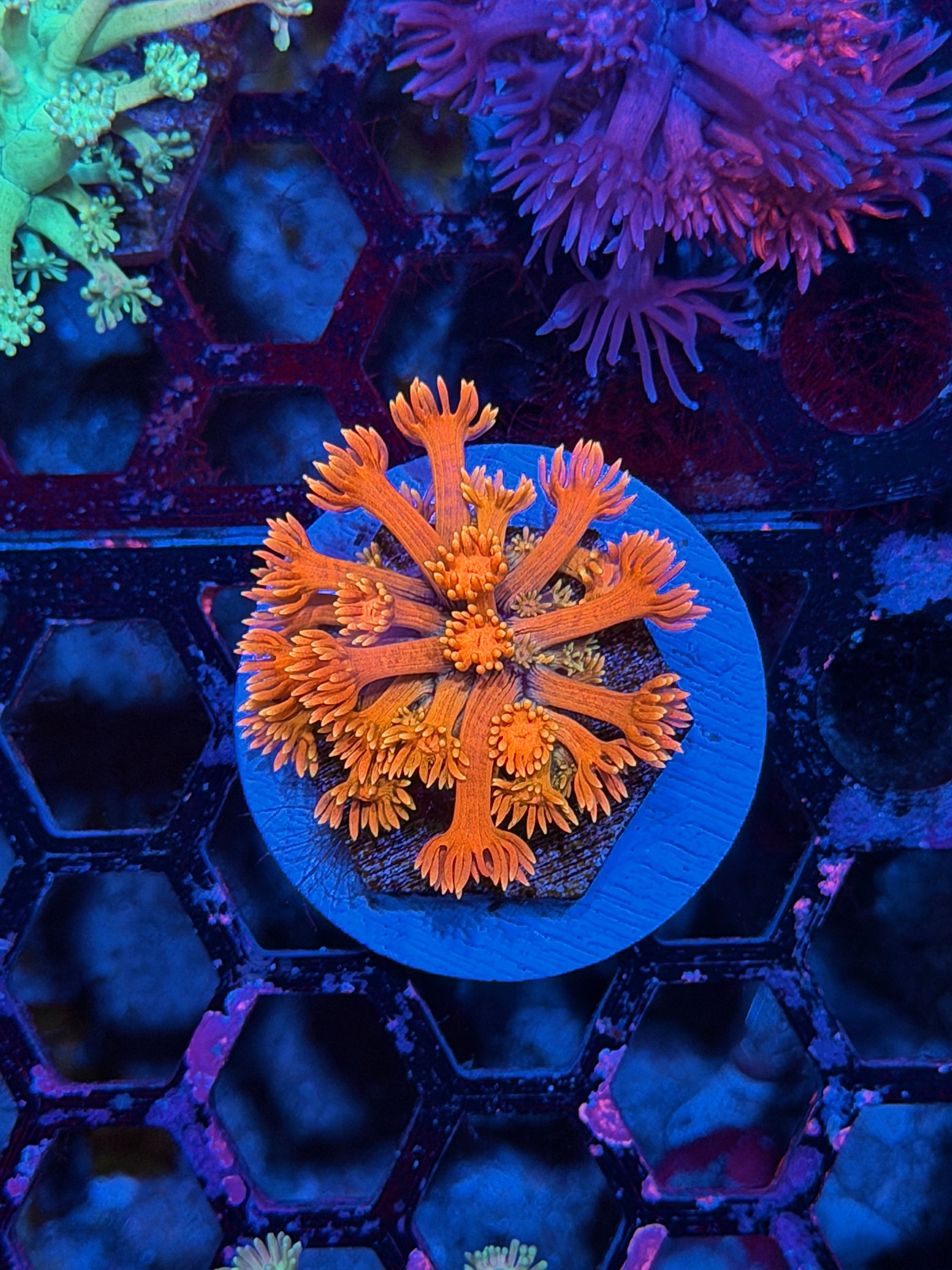 JEA Sugar Cookie Goniopora Coral 8/29