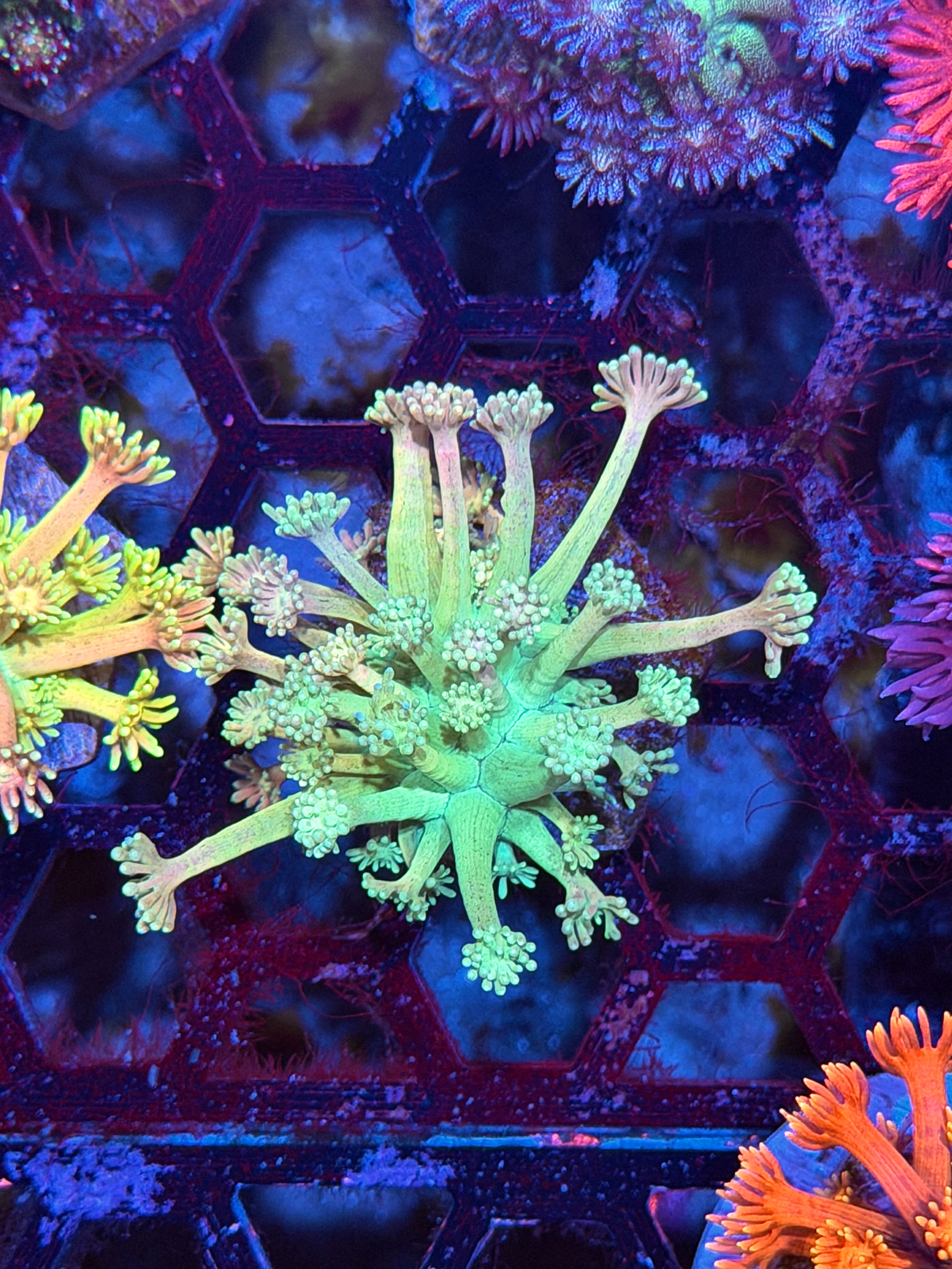 JEA Plasma Ballz Goniopora Coral 8/29