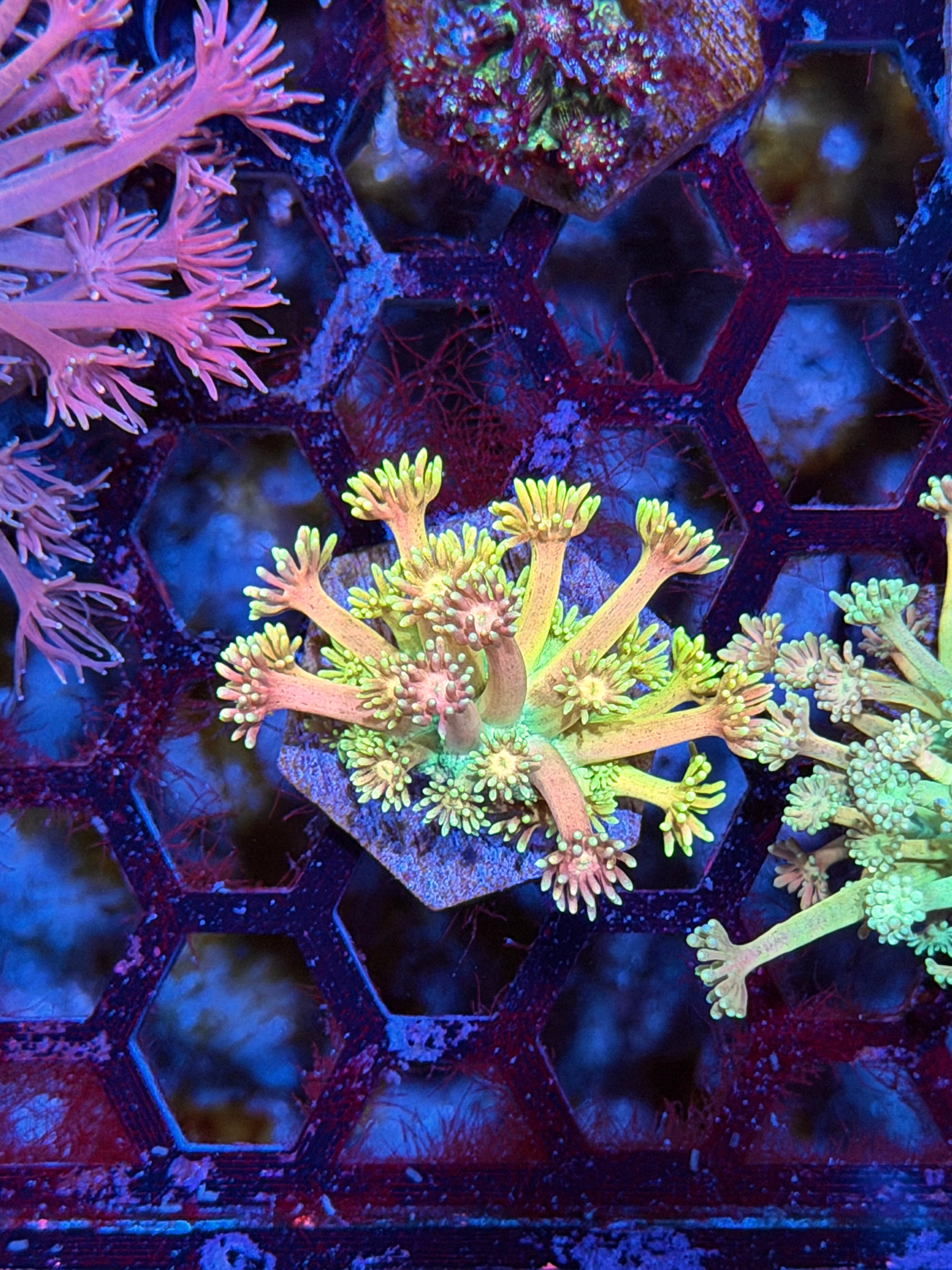 JEA Rainbow Road Goniopora Coral BRIGHT 8/28