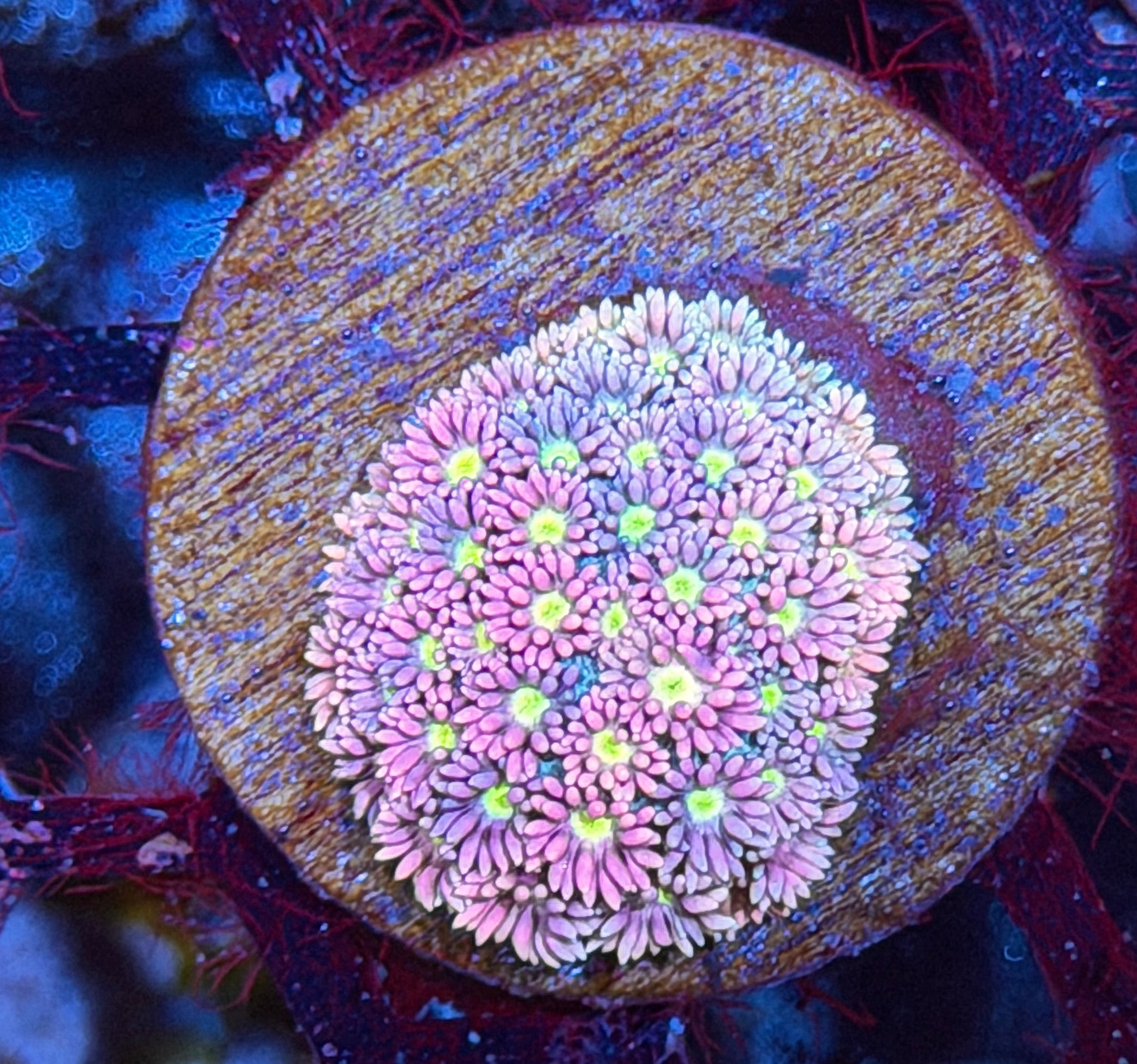 JEA Pixie Dust Goniopora Coral 8/28