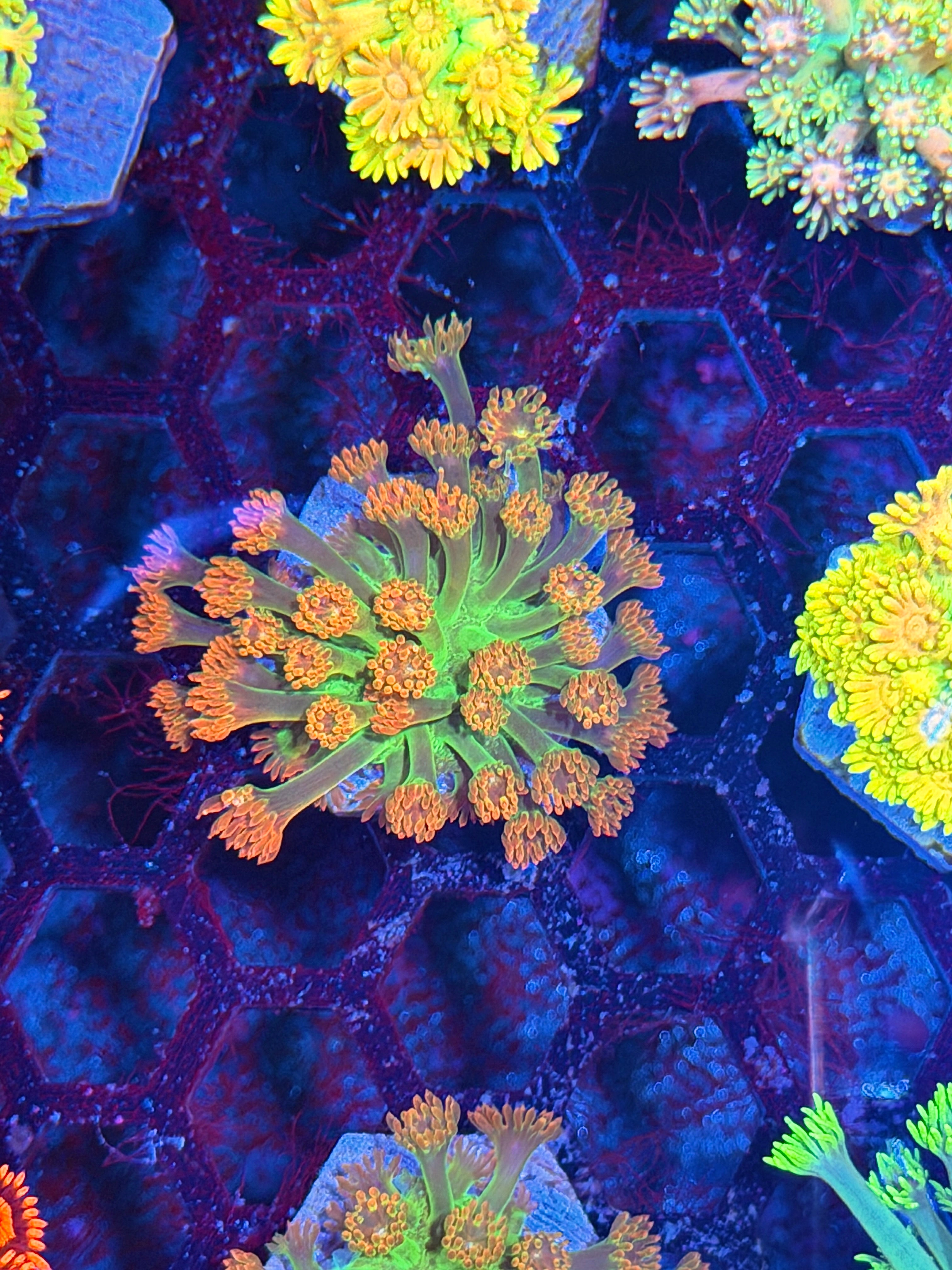 JEA Heatwave Goniopora Coral 8/29