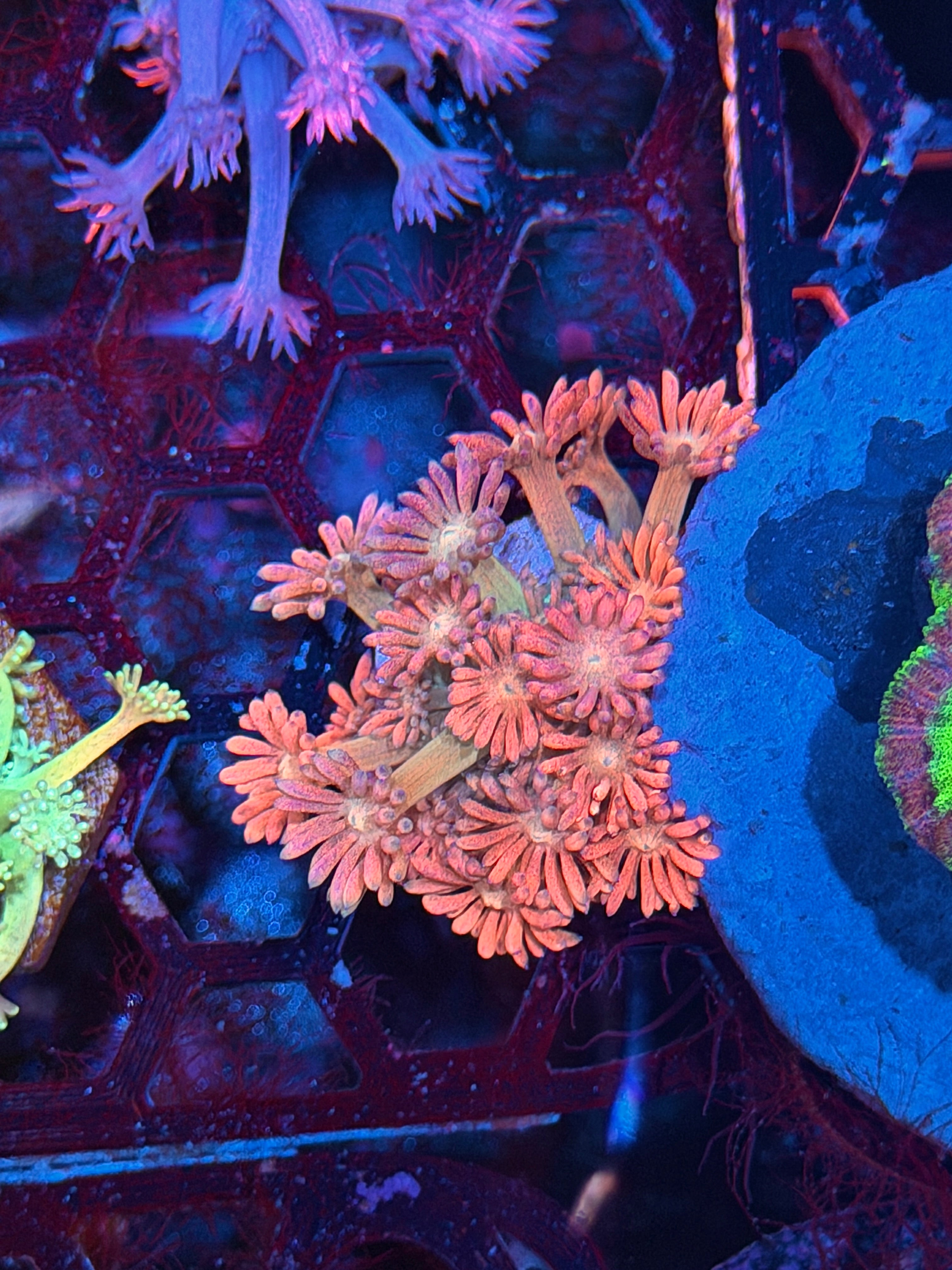 JEA Pink Cosmos Goniopora Coral 8/29