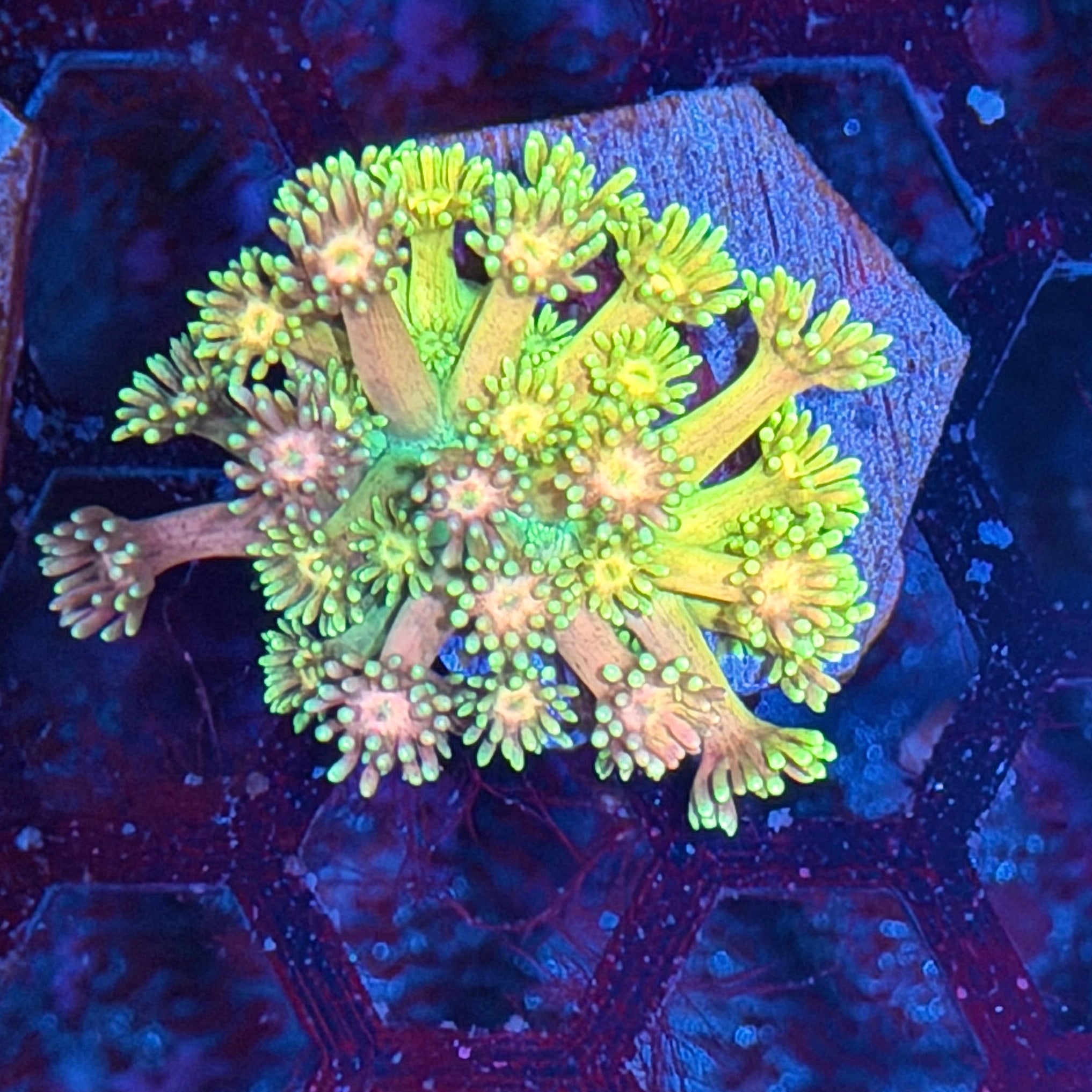 JEA Rainbow Sherbet Goniopora Coral 8/29