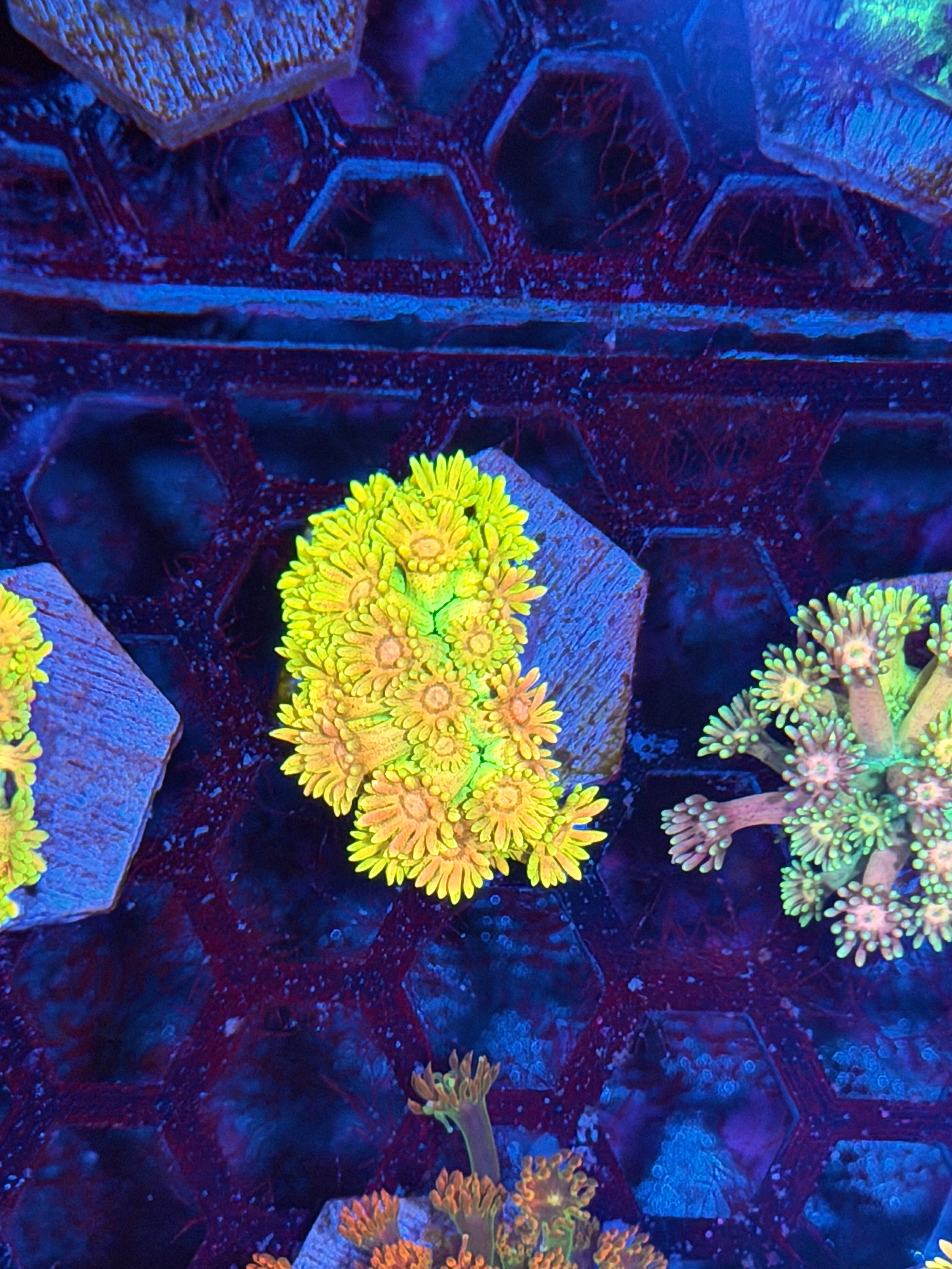 JEA Solar Surge Goniopora Coral 8/28