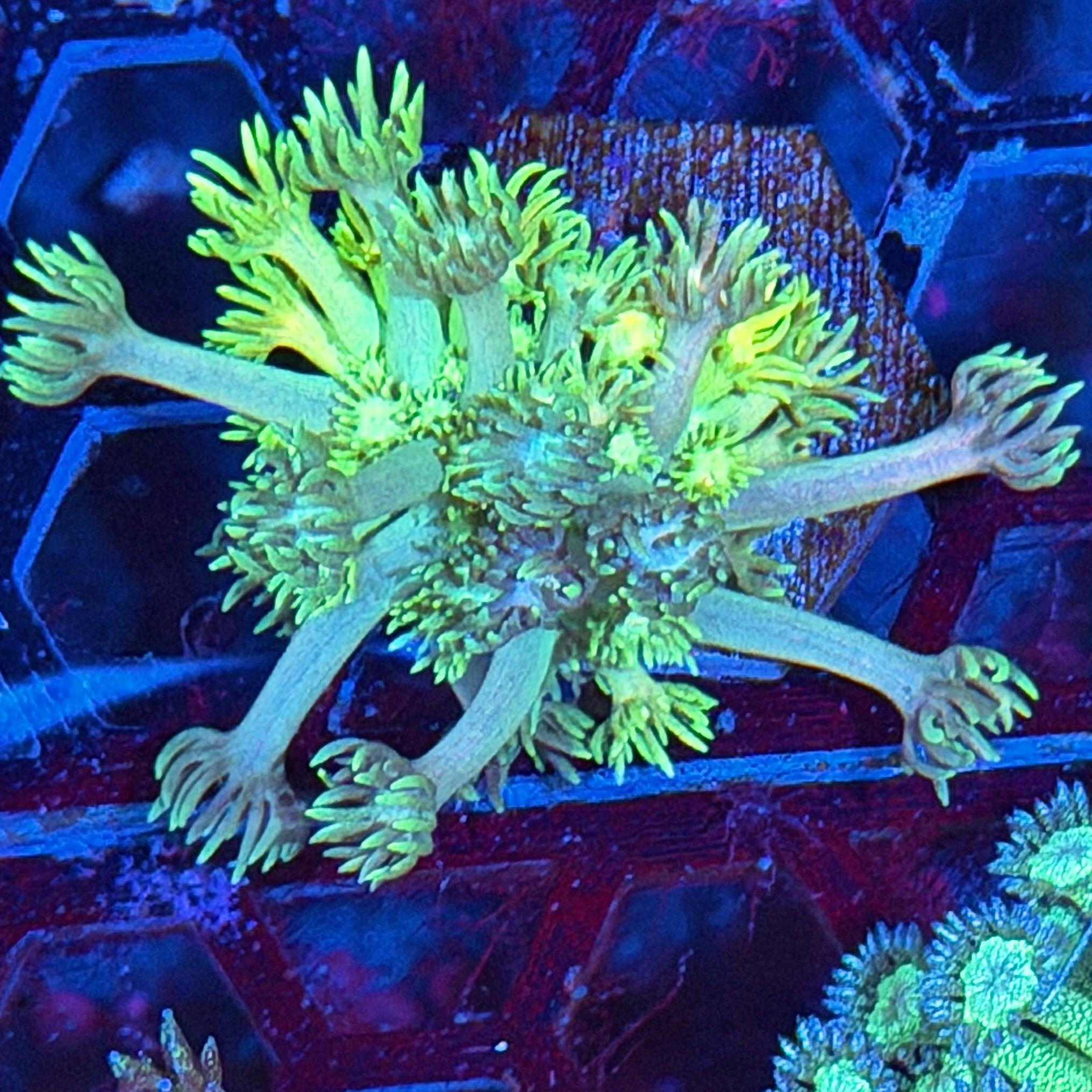 JEA Lemonhead Goniopora Coral 8/28