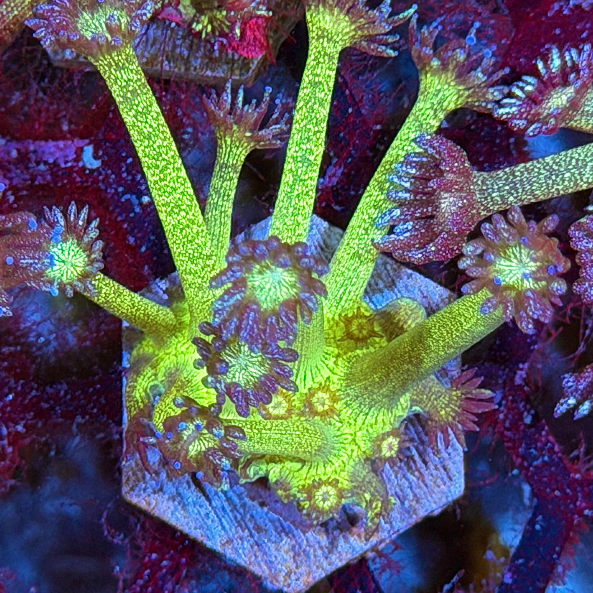 JEA Glitter Frenzy Goniopora Coral 8/28