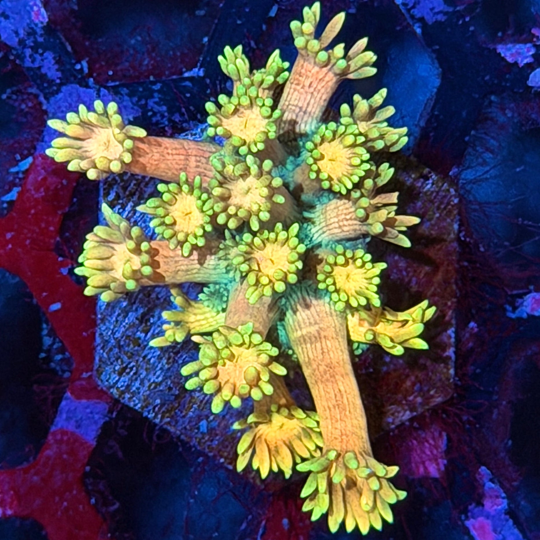JEA Banana Split Goniopora Coral 8/28