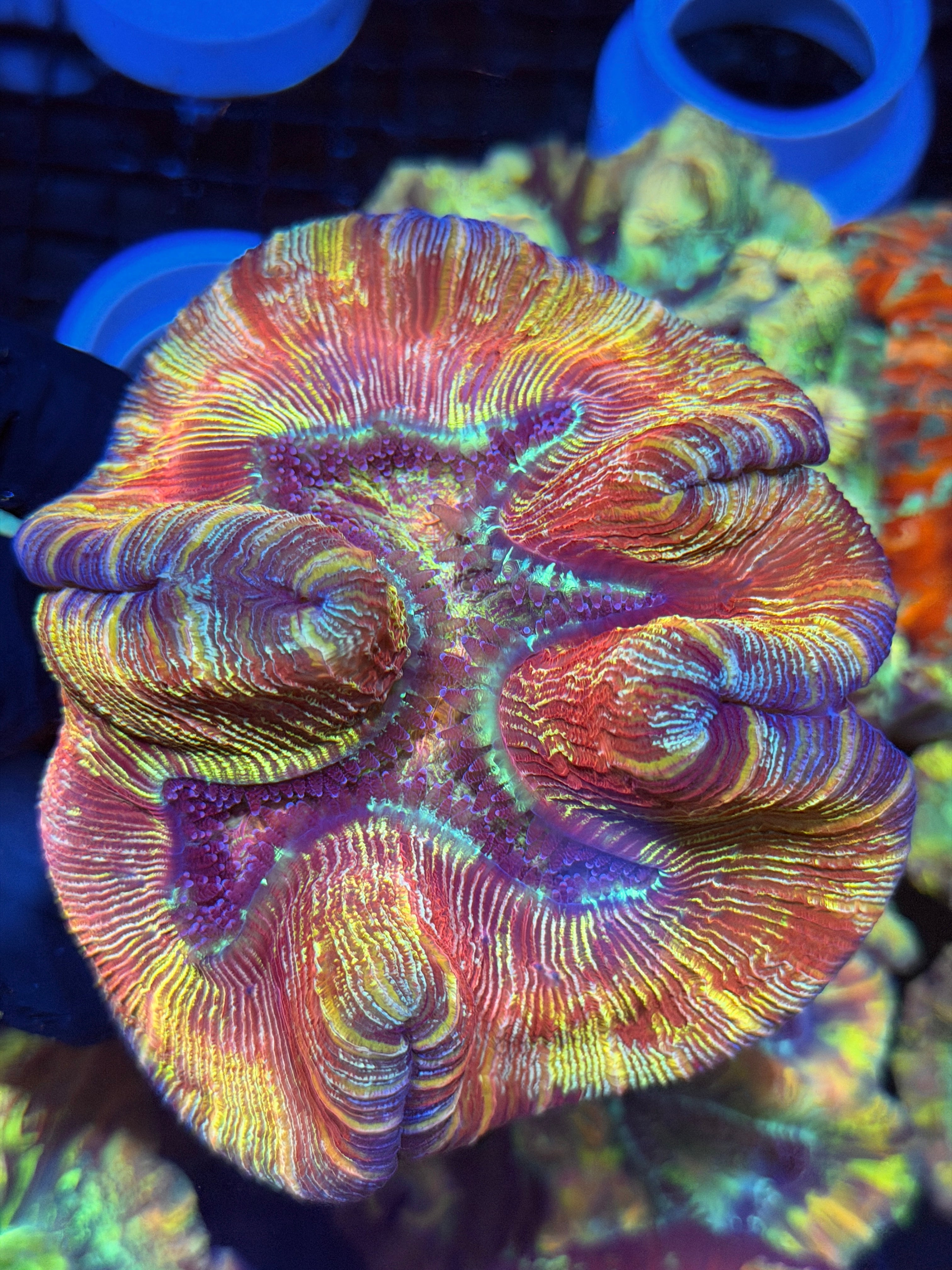 Red/Yellow Glitter Trachyphyllia Meat Coral XL 8/29