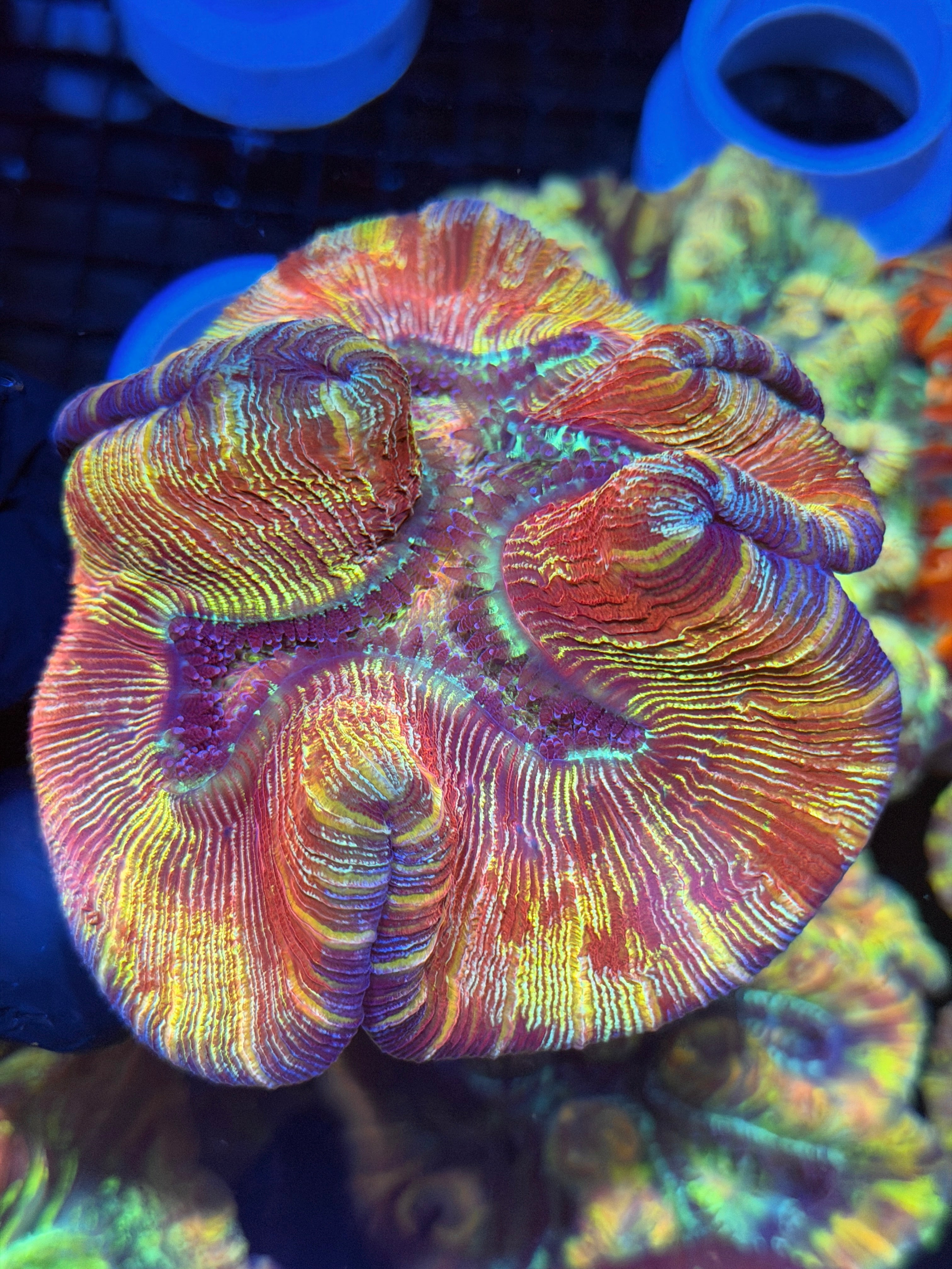 Red/Yellow Glitter Trachyphyllia Meat Coral XL 8/29