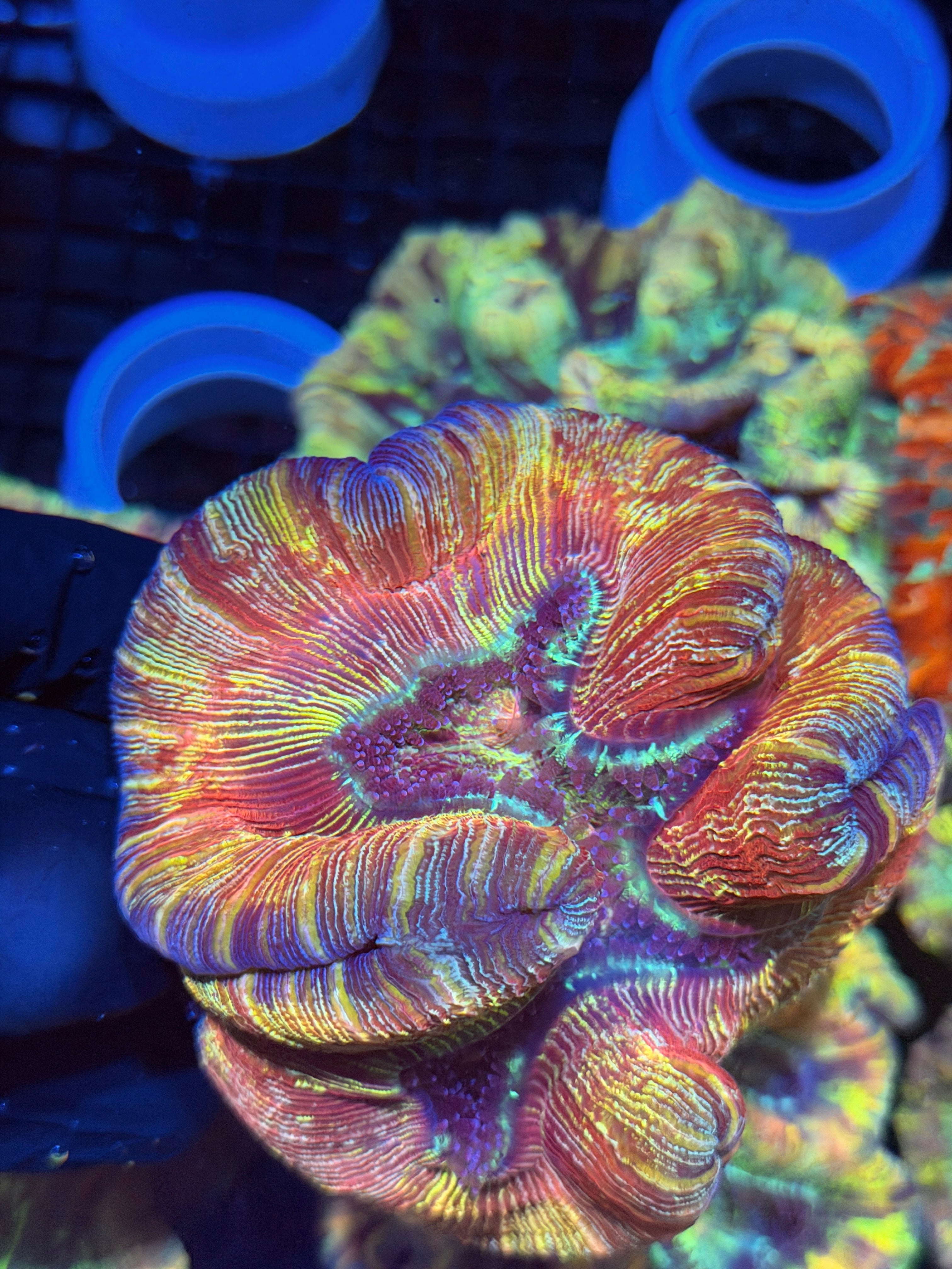 Red/Yellow Glitter Trachyphyllia Meat Coral XL 8/29