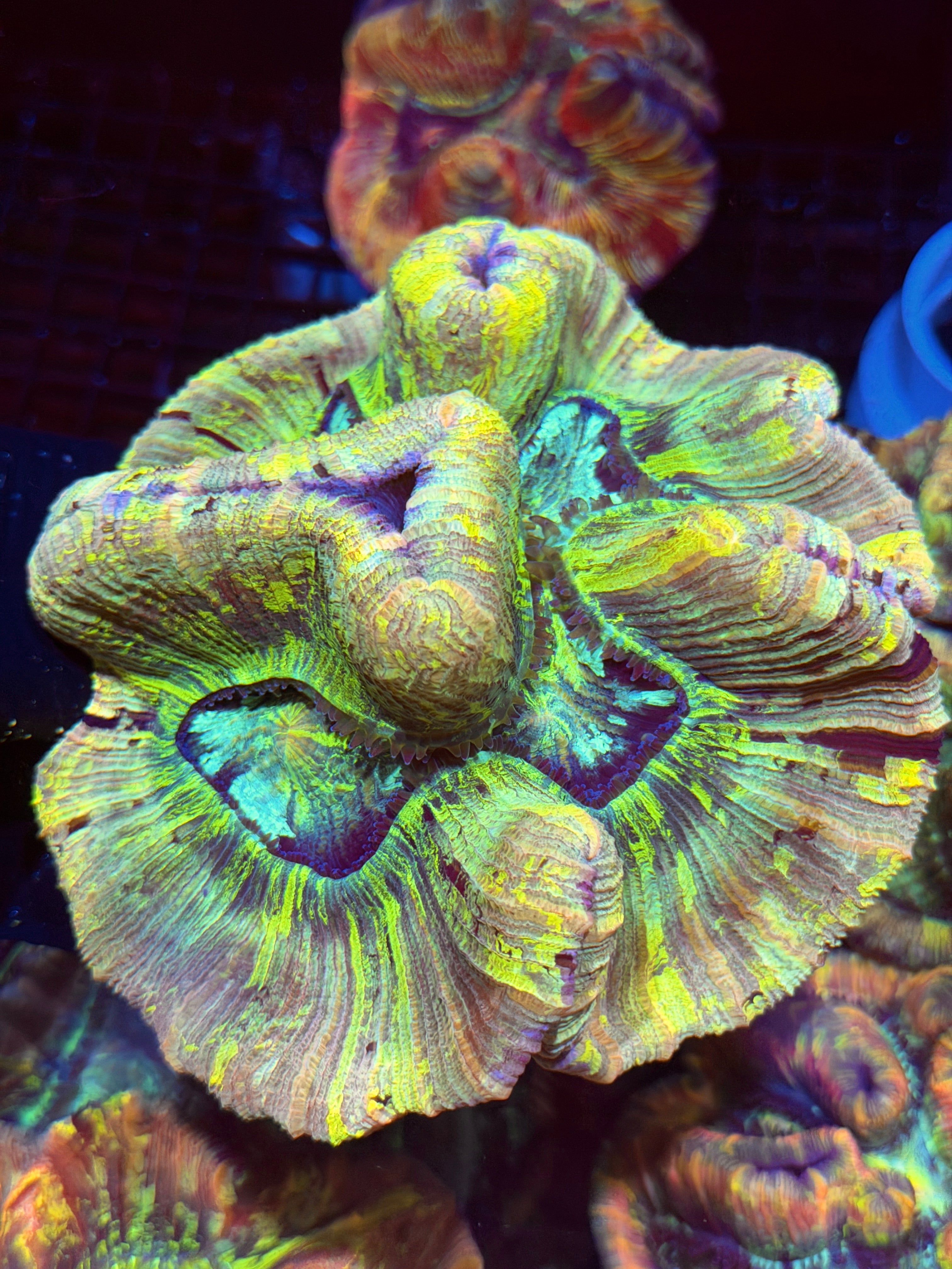 Tie Dye Trachyphyllia Meat Coral XXL Show Piece 8/29