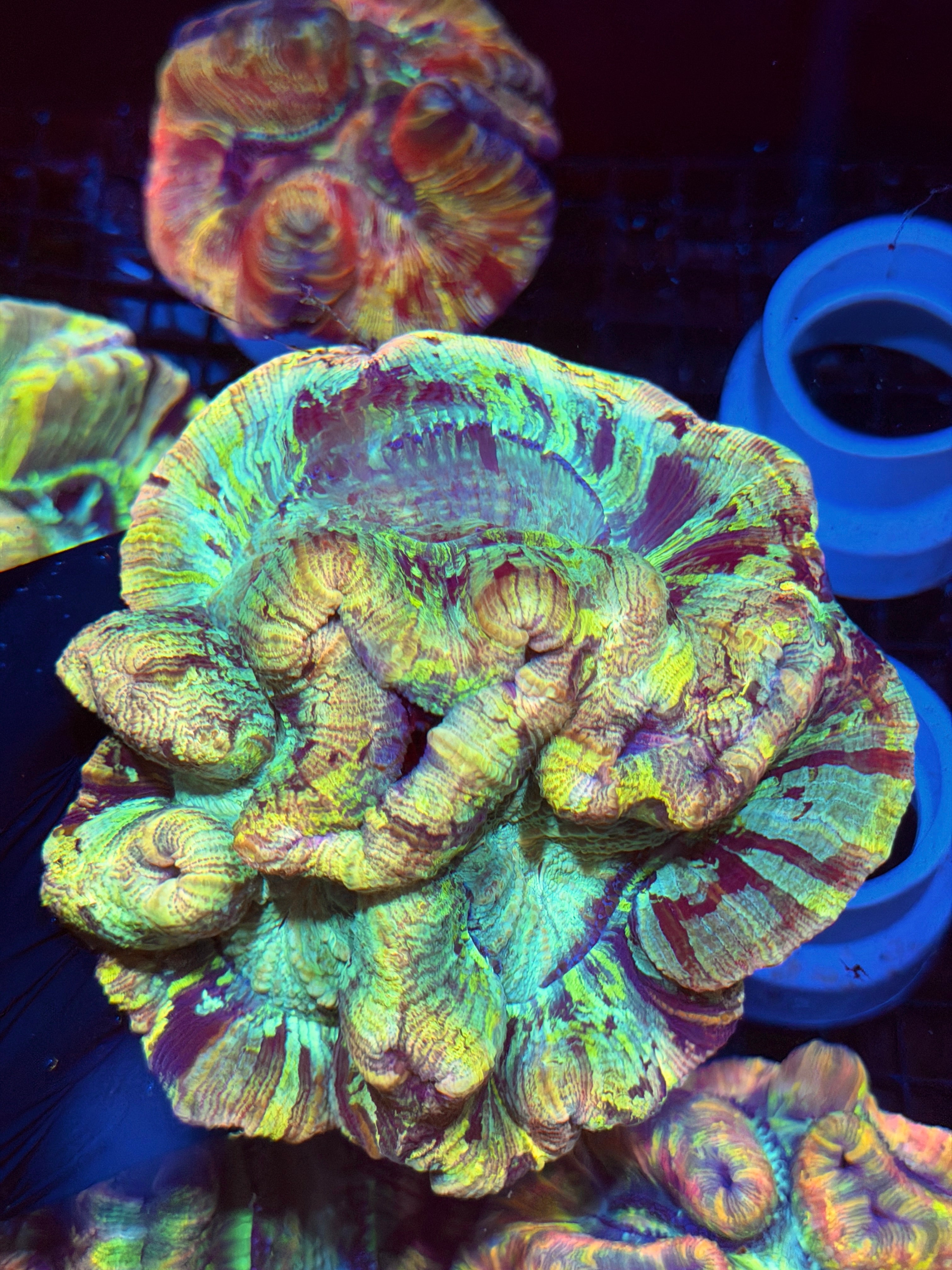 Tie Dye Trachyphyllia Meat Coral XL 8/23