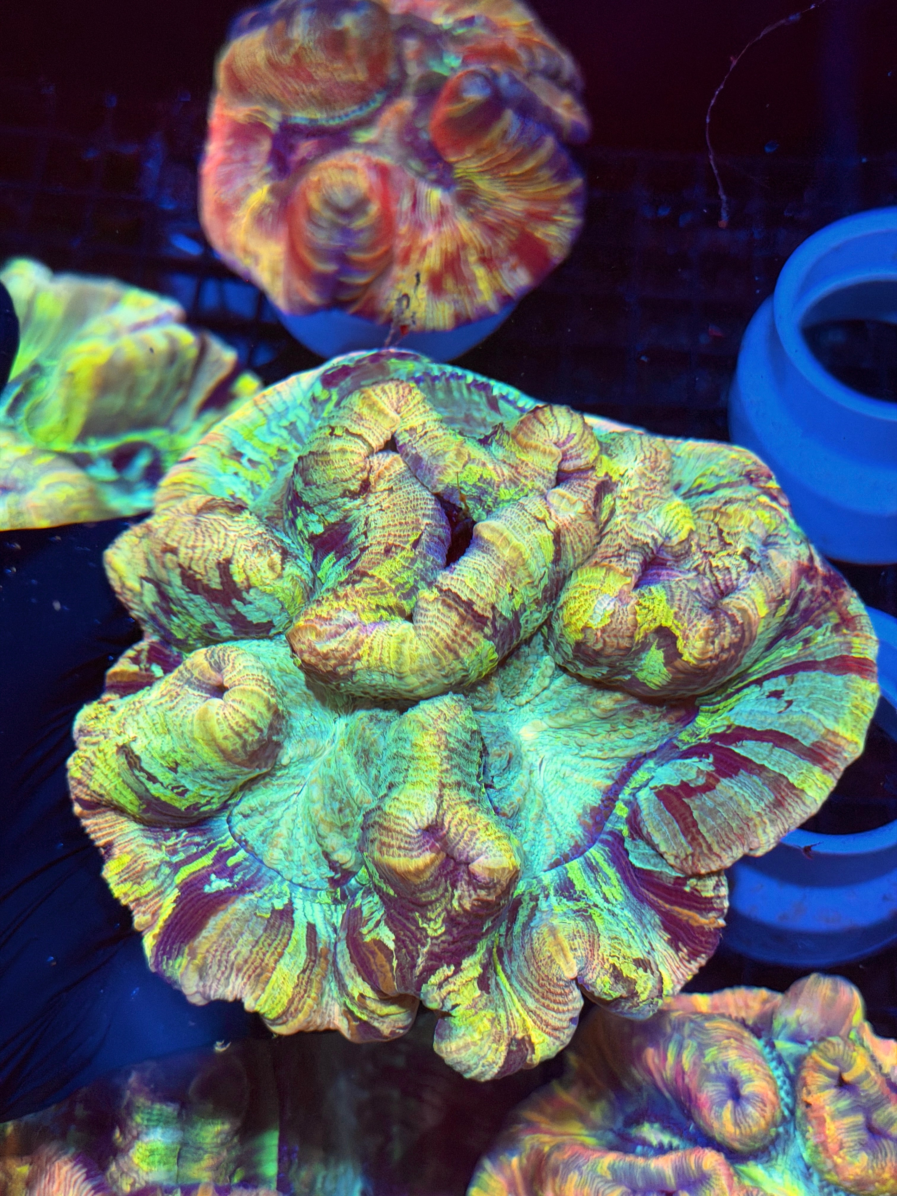 Tie Dye Trachyphyllia Meat Coral XL 8/23