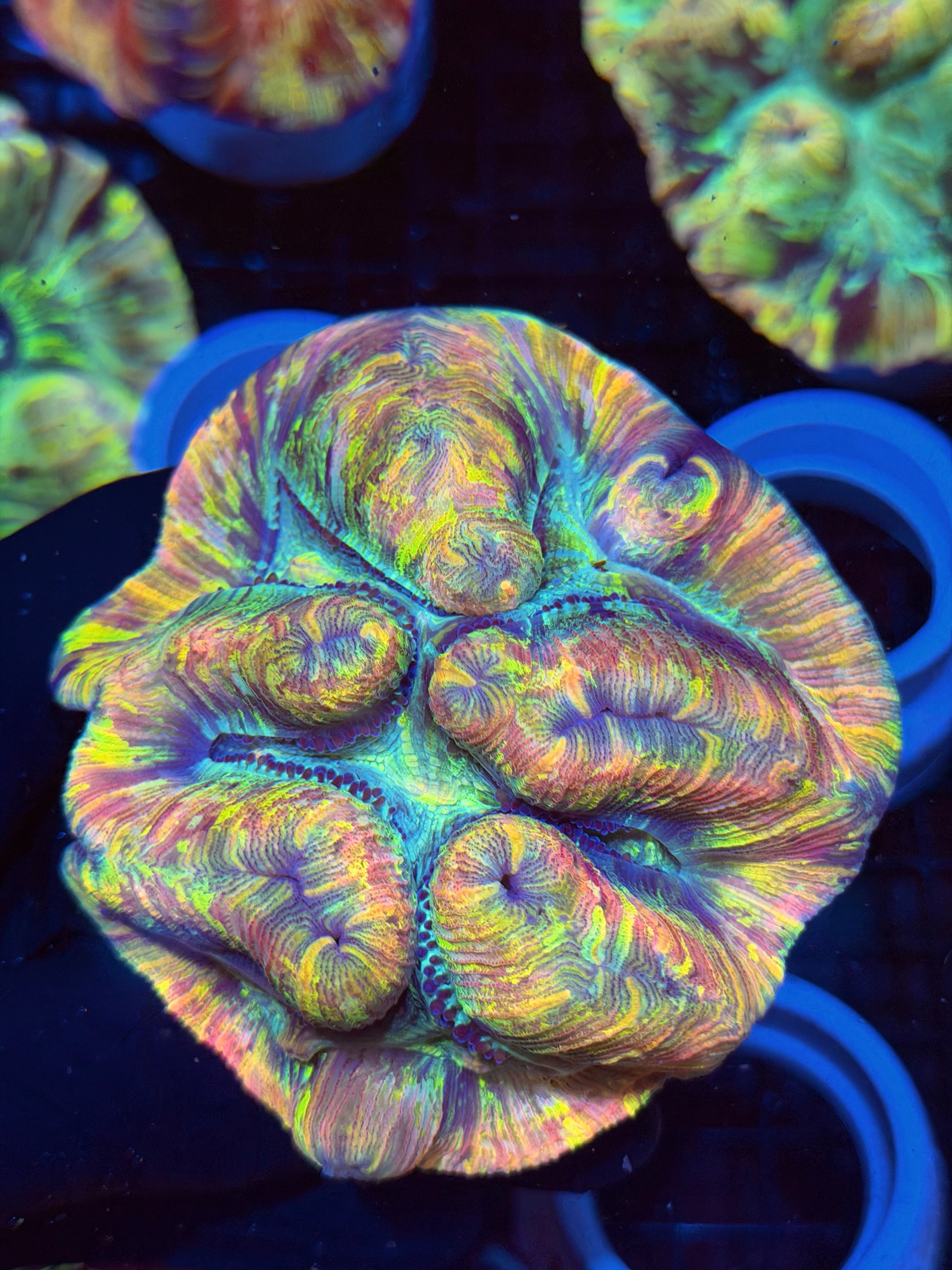 Rainbow Trachyphyllia Meat Coral XL 8/29