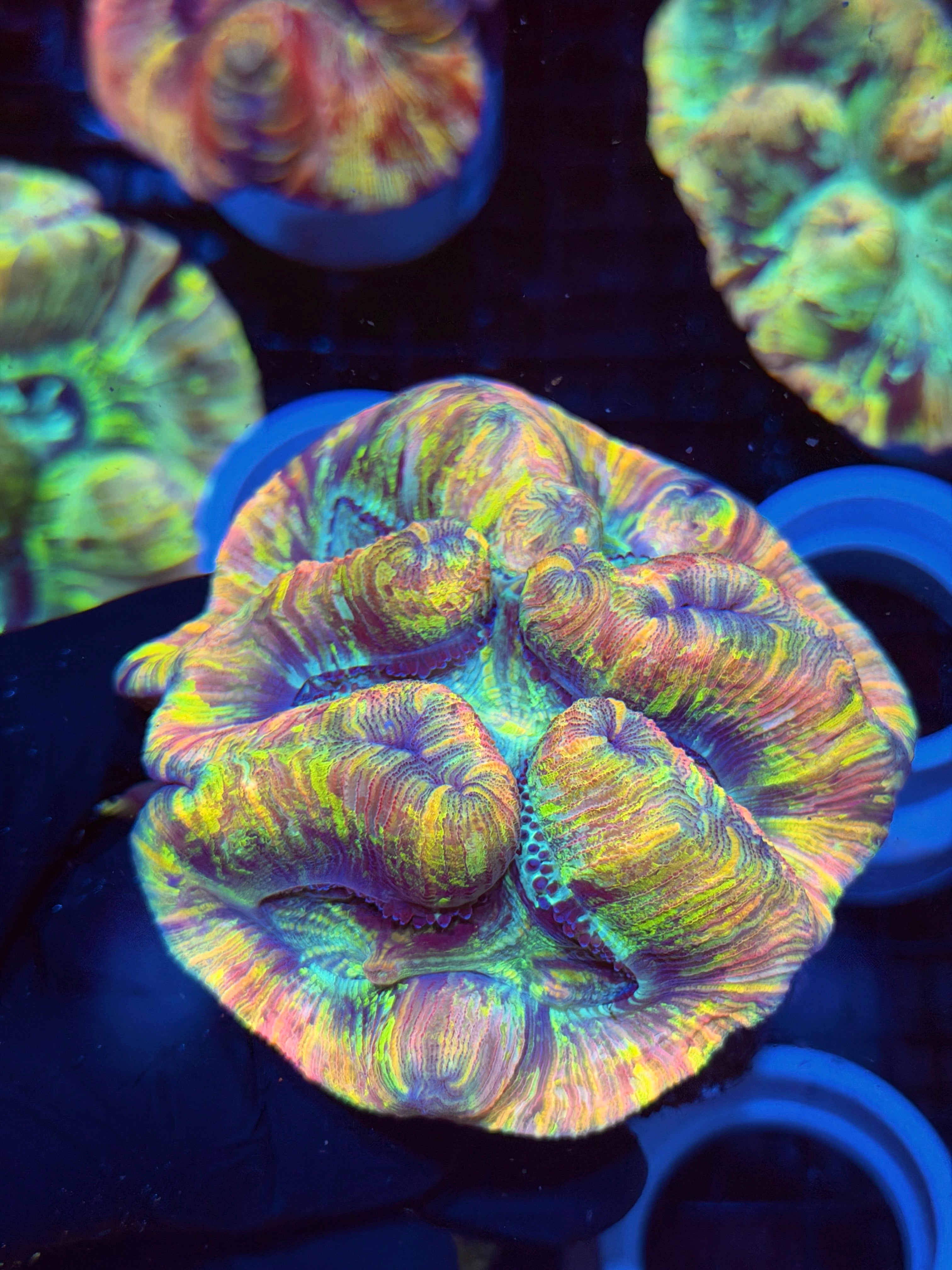 Rainbow Trachyphyllia Meat Coral XL 8/29