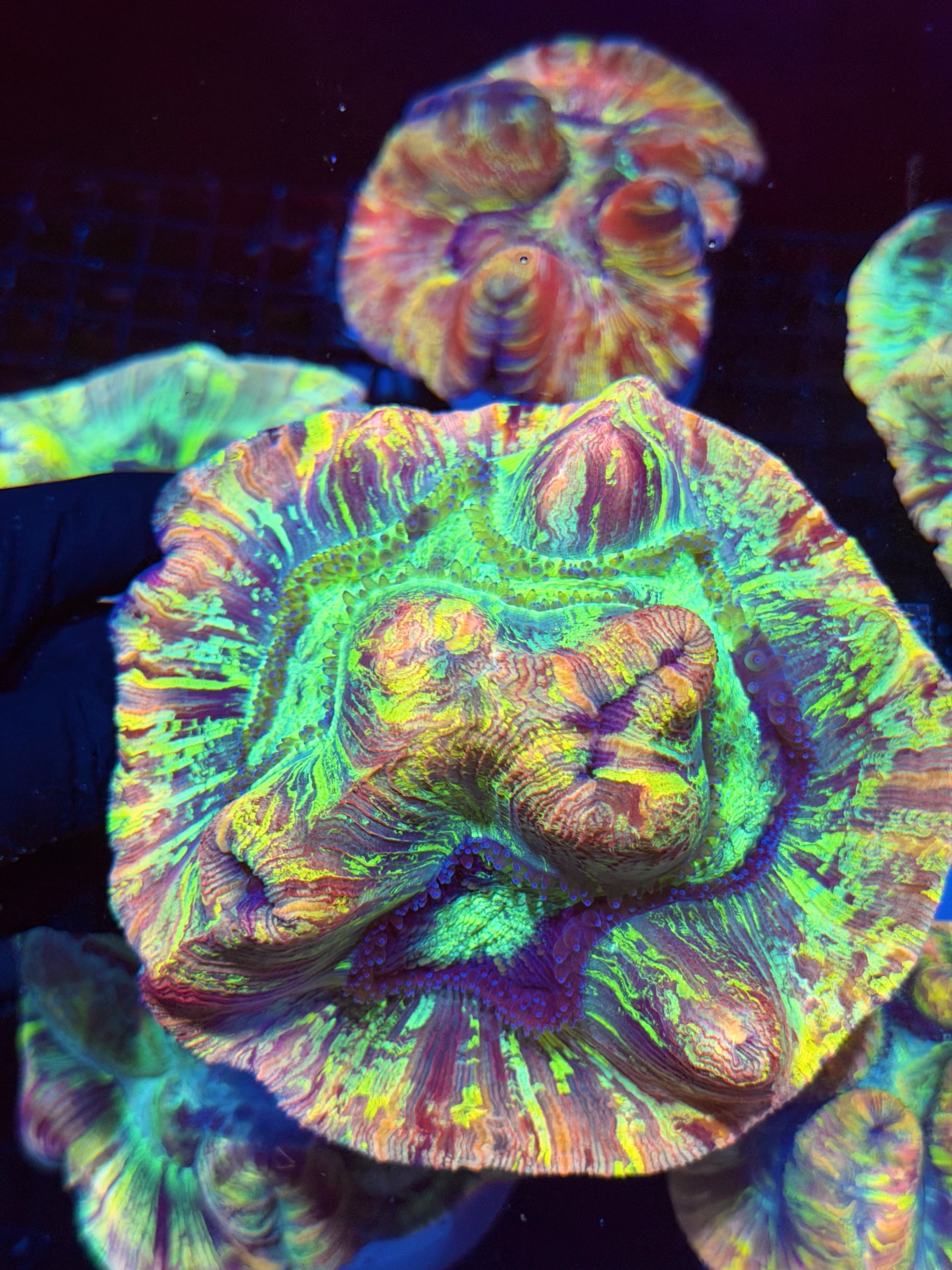 Rainbow Splatter Trachyphyllia Meat Coral XL 8/28