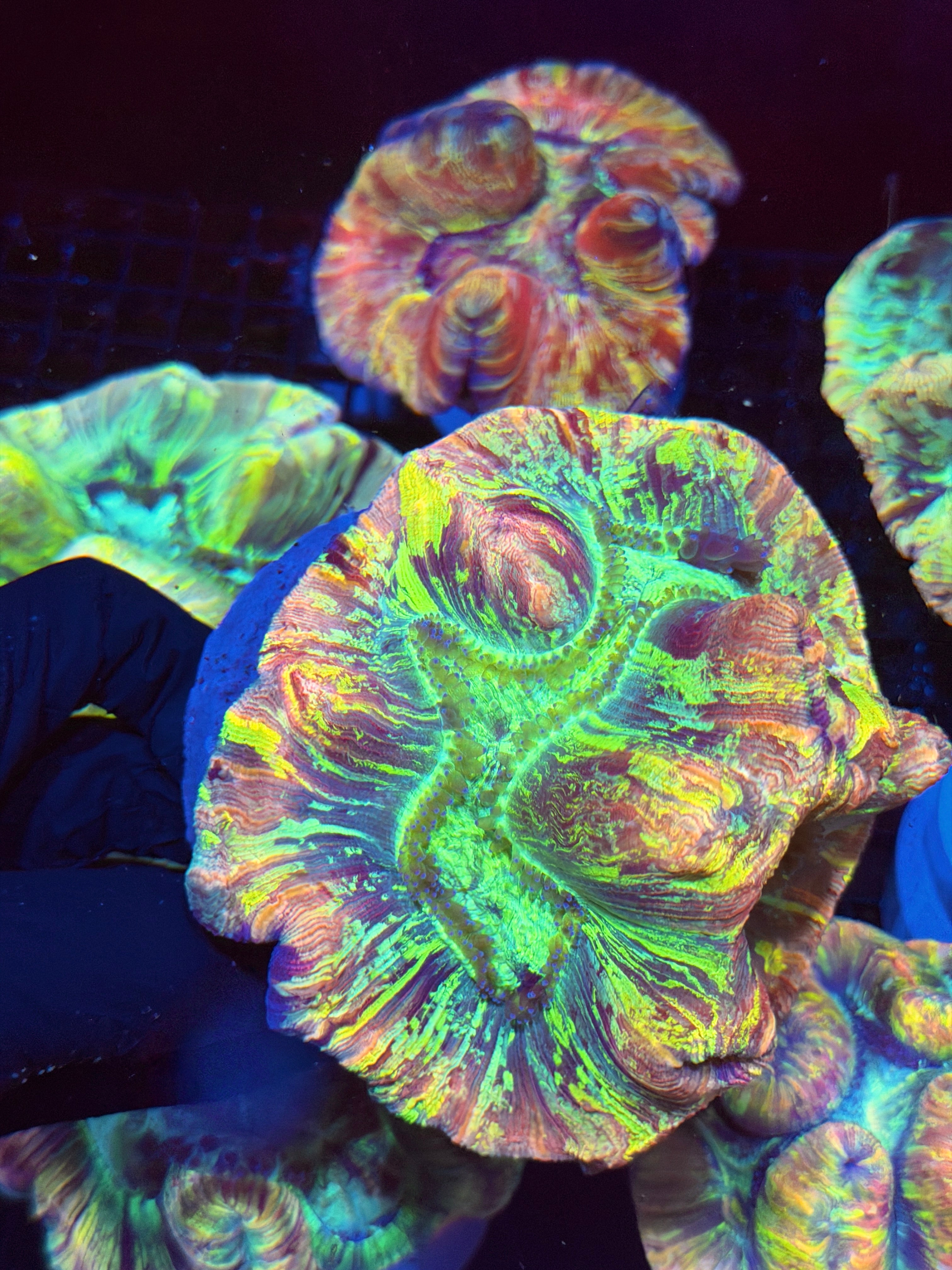 Rainbow Splatter Trachyphyllia Meat Coral XL 8/28