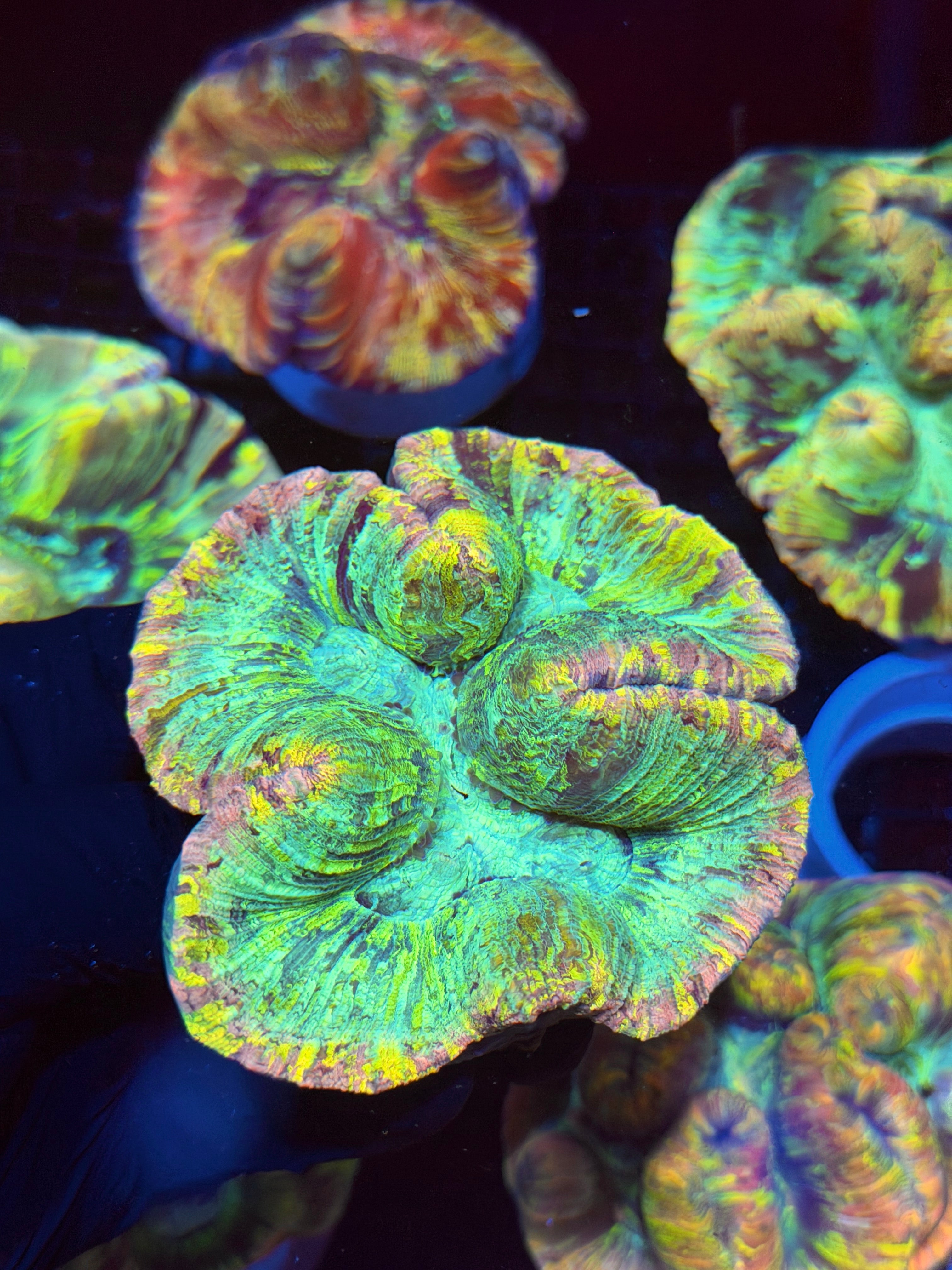 Pastel Trachyphyllia Meat Coral XL 8/23