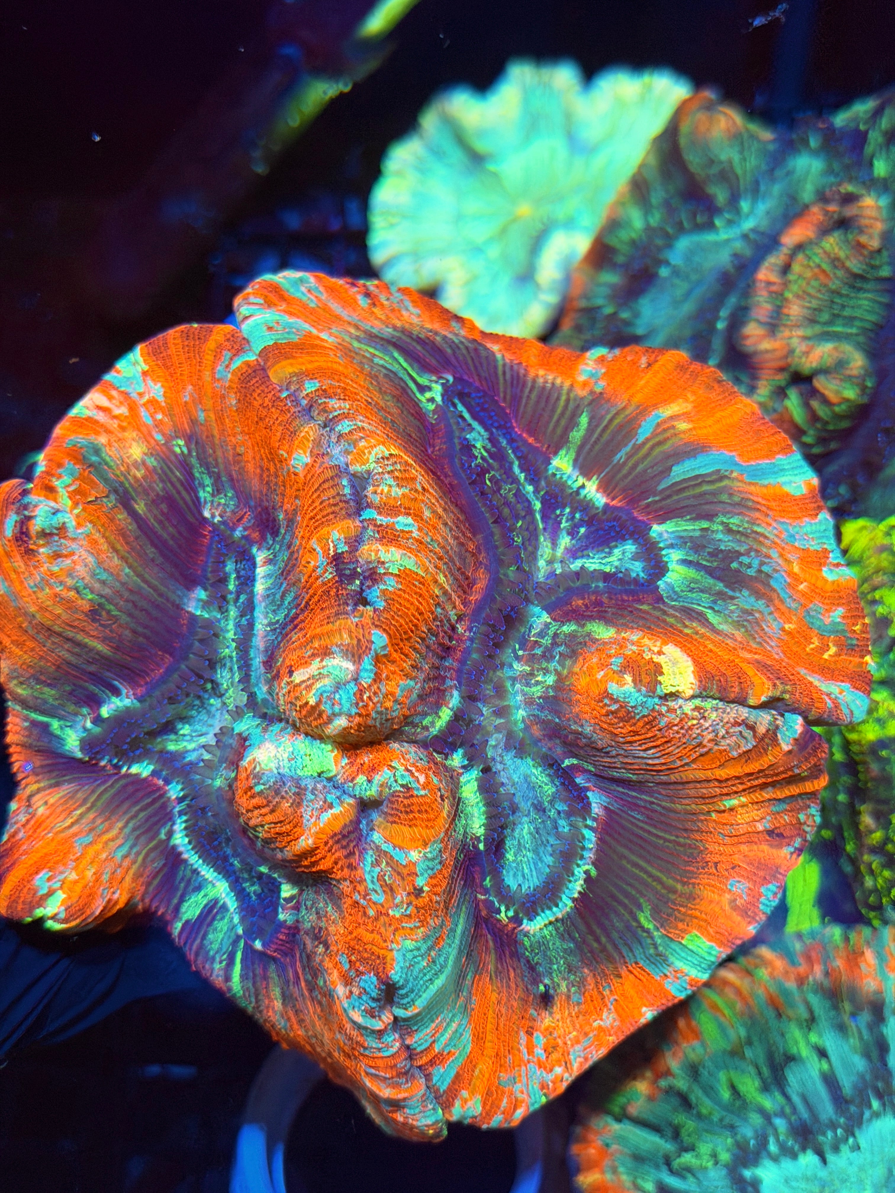 Bright Red/Multicolor Trachyphyllia Meat Coral XL 8/28