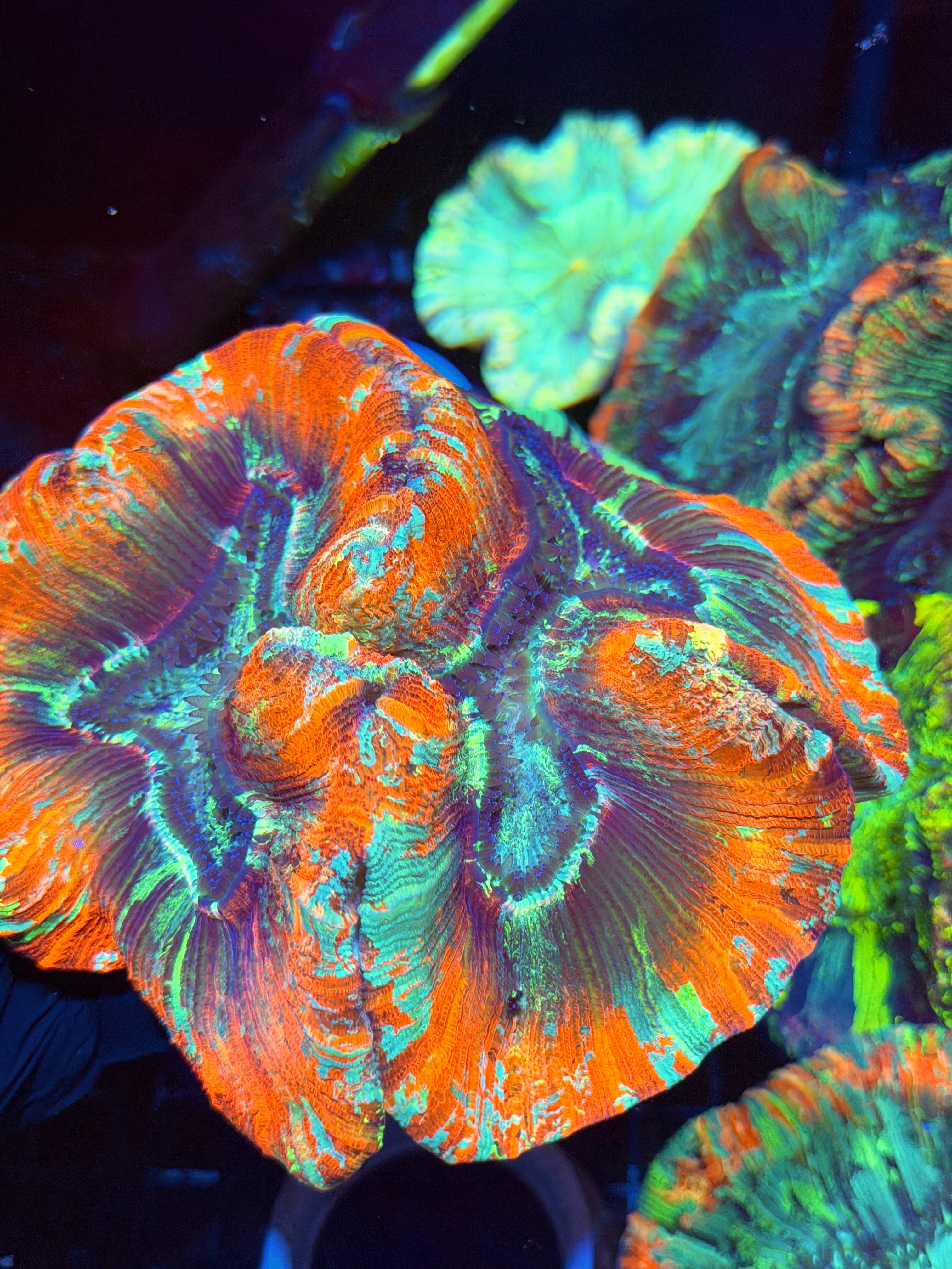 Bright Red/Multicolor Trachyphyllia Meat Coral XL 8/28