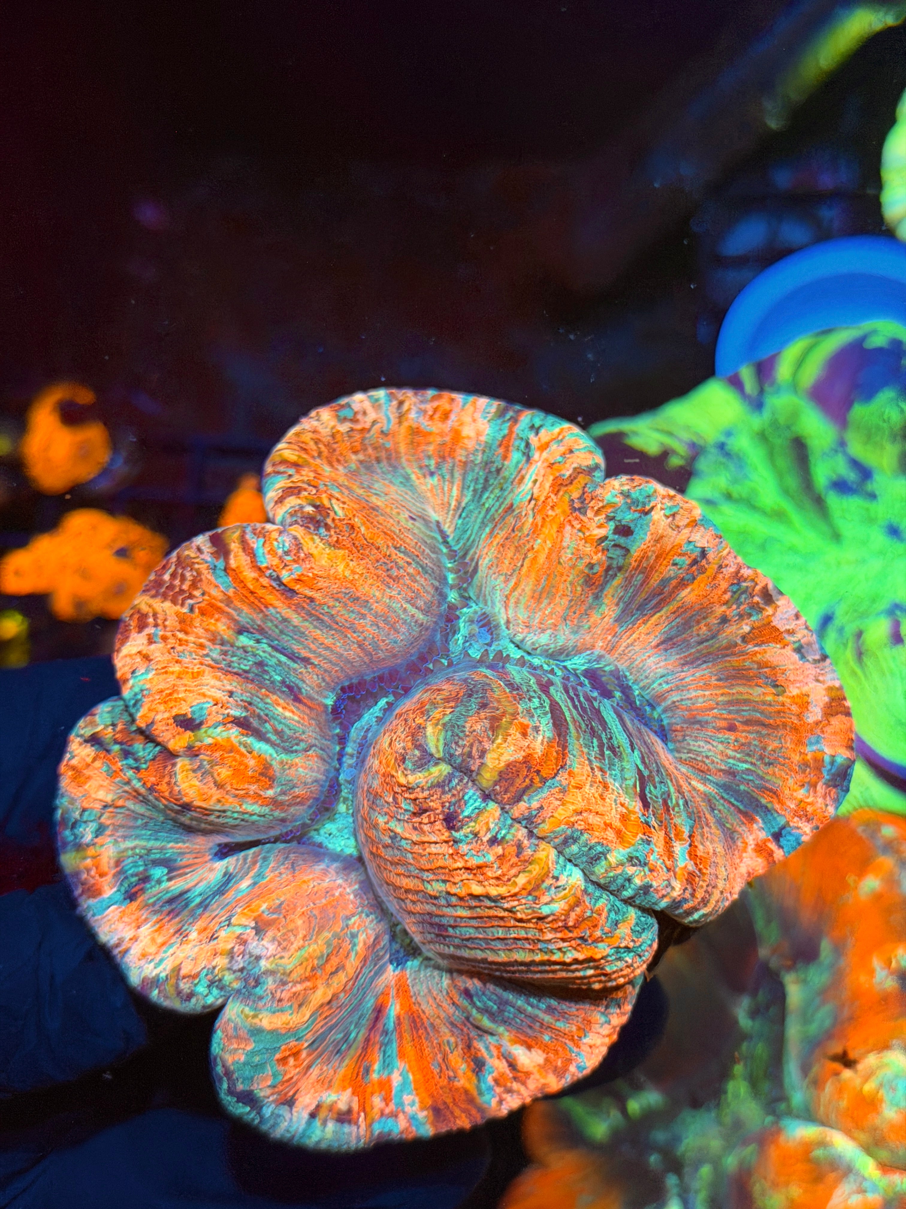 Rainbow Trachyphyllia Meat Coral XL 8/28