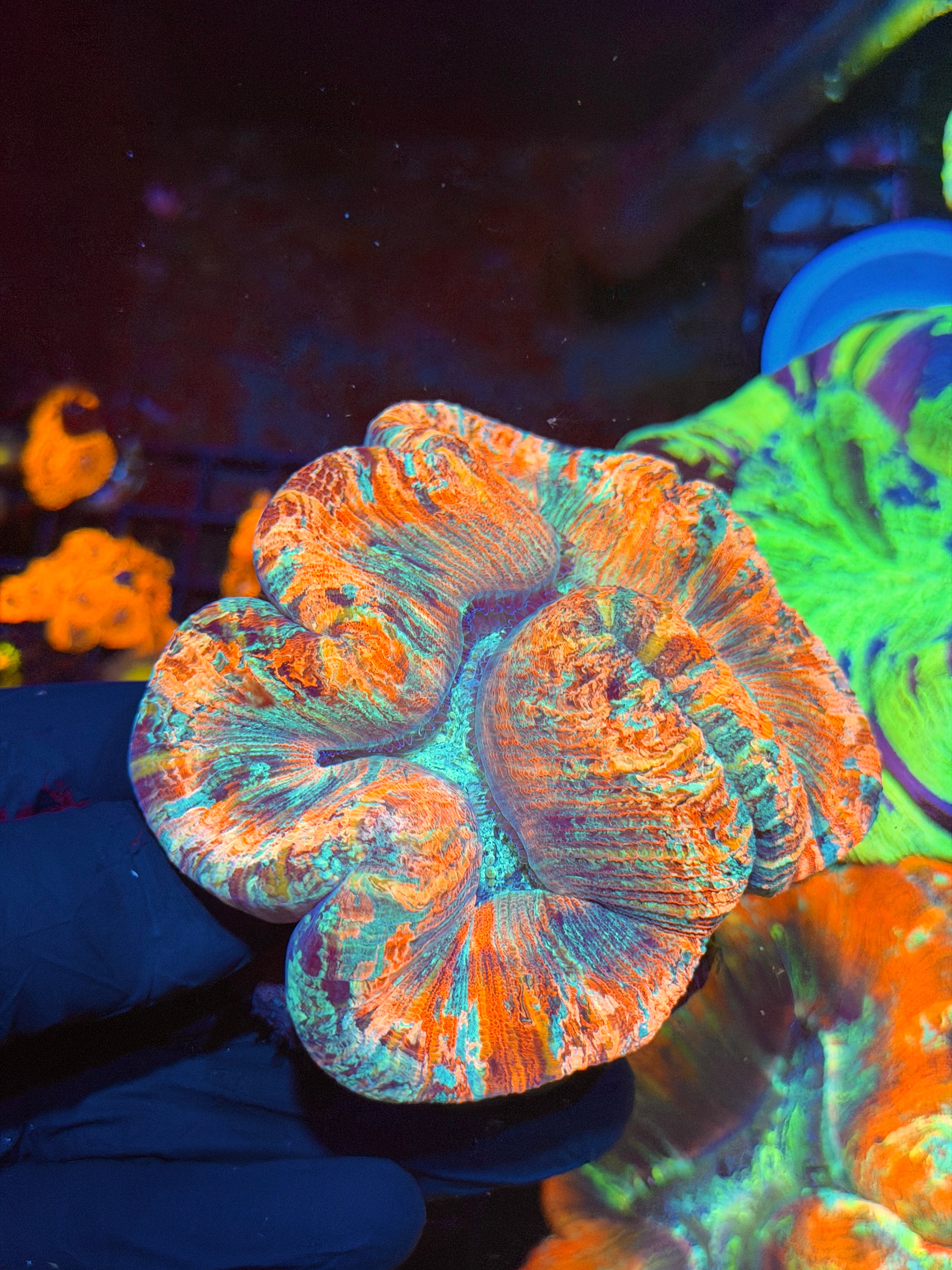 Rainbow Trachyphyllia Meat Coral XL 8/28