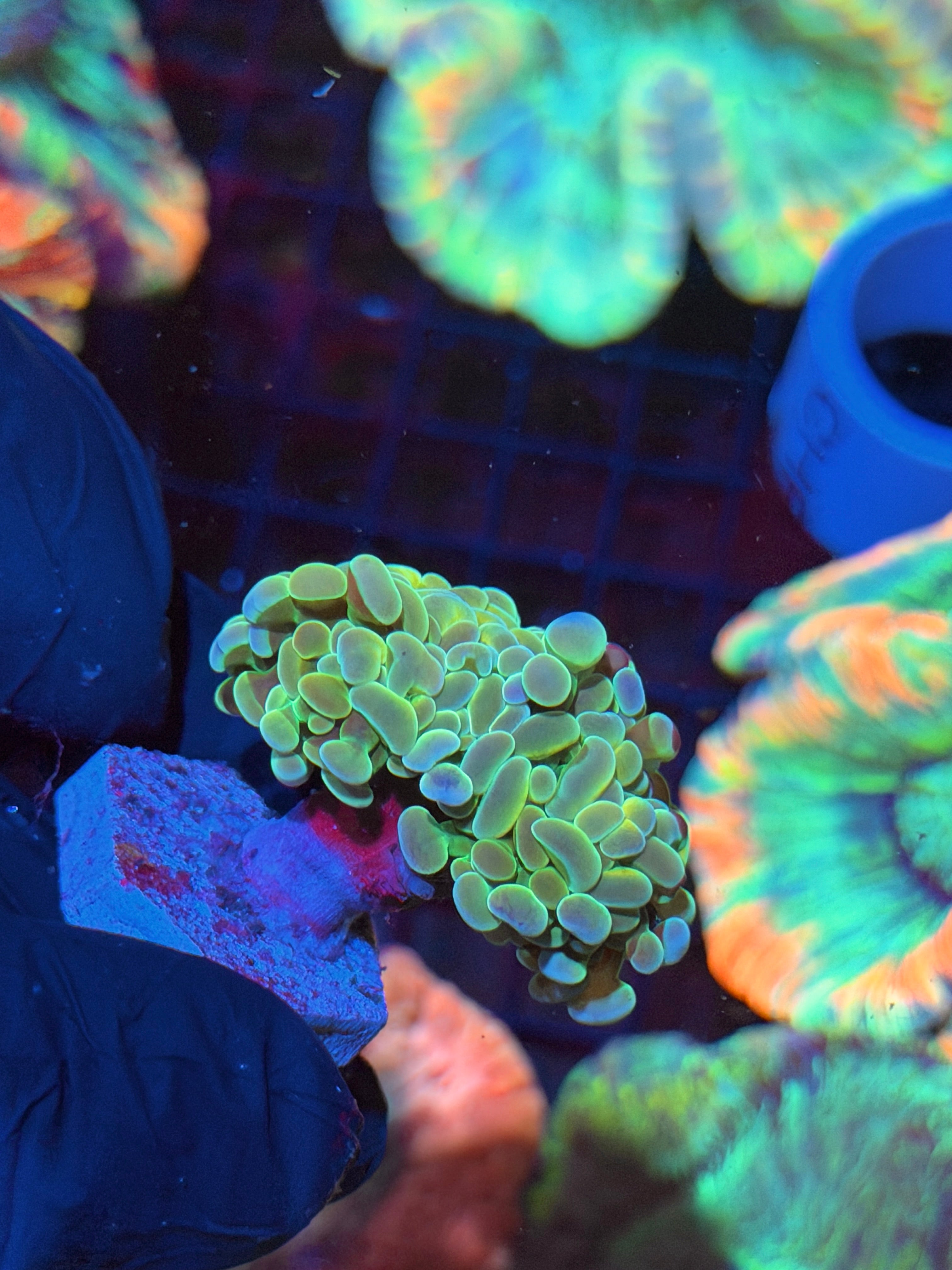 JEA Rainbow Hologram Hammer Coral 2 Heads 8/28