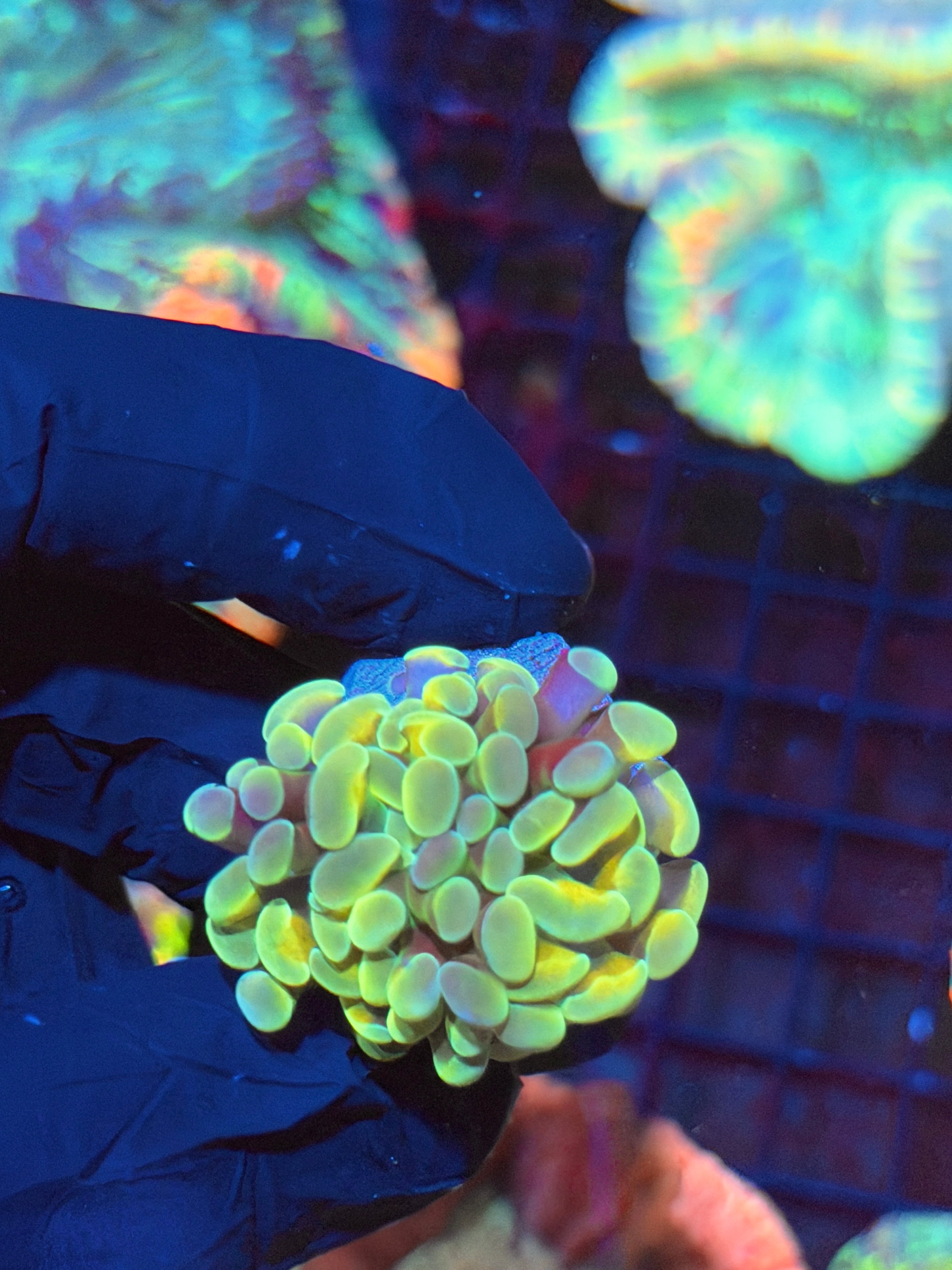 JEA Yellow Holo Hammer Coral 2 Heads Splitting 8/29