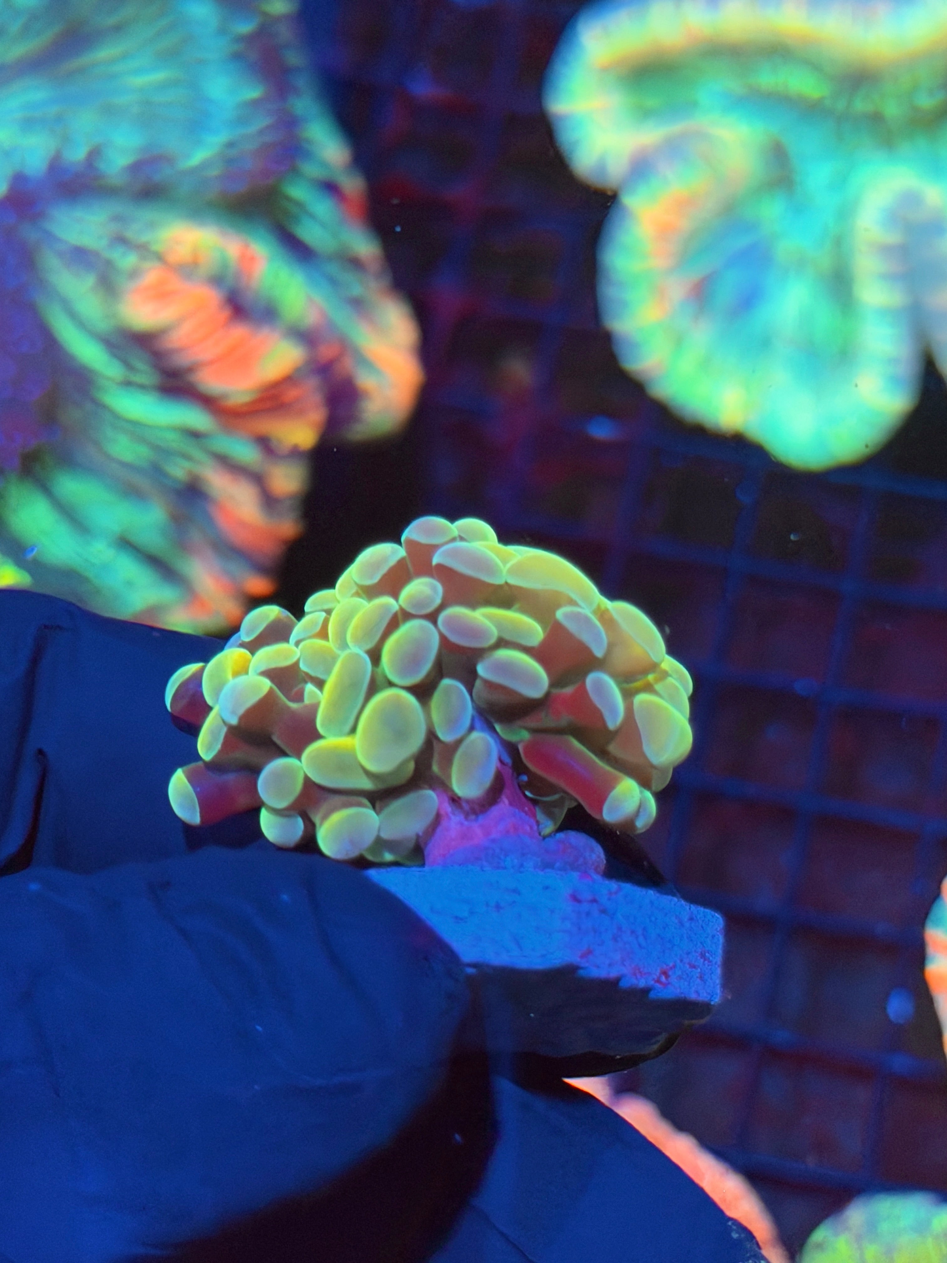 JEA Yellow Holo Hammer Coral 2 Heads Splitting 8/29