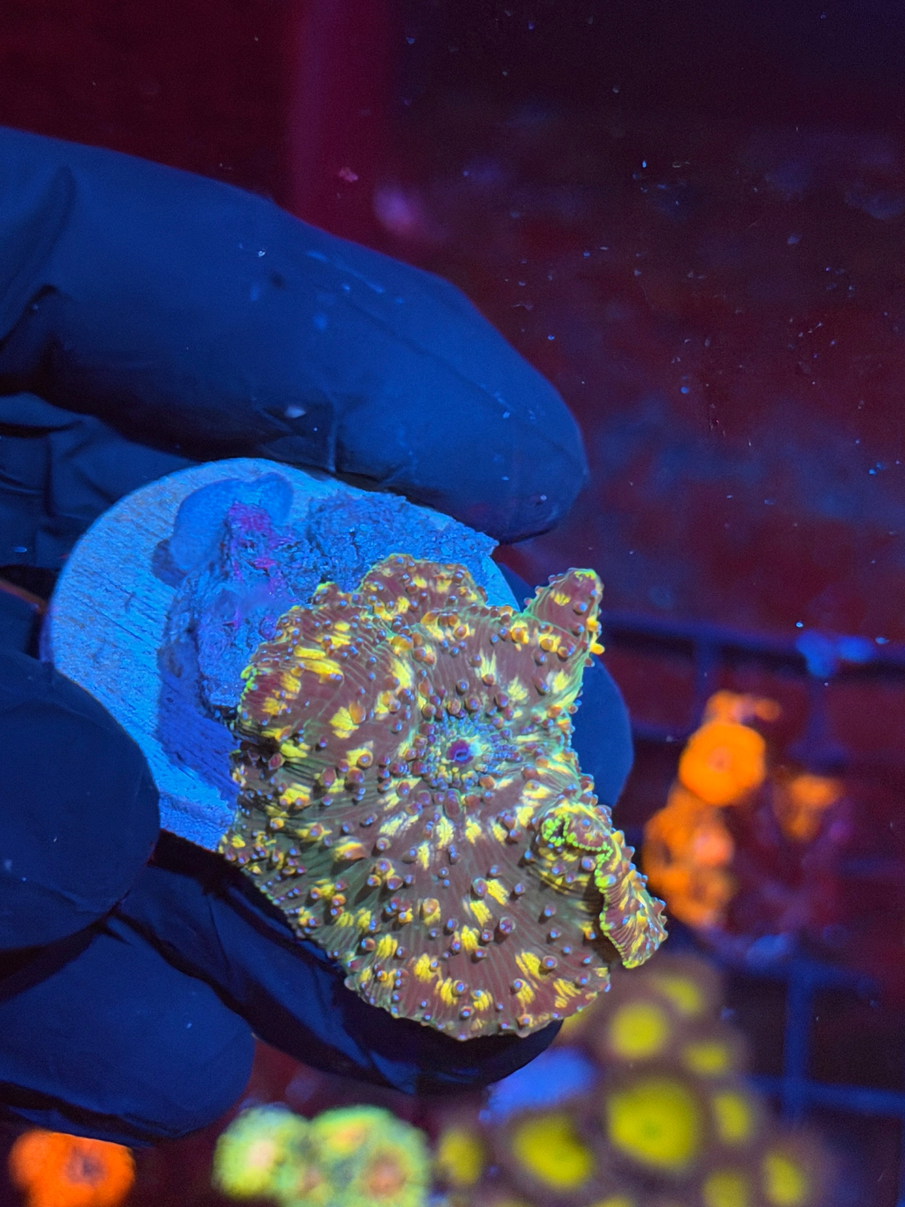 JEA Demogorgon Mushroom Coral XL 8/28