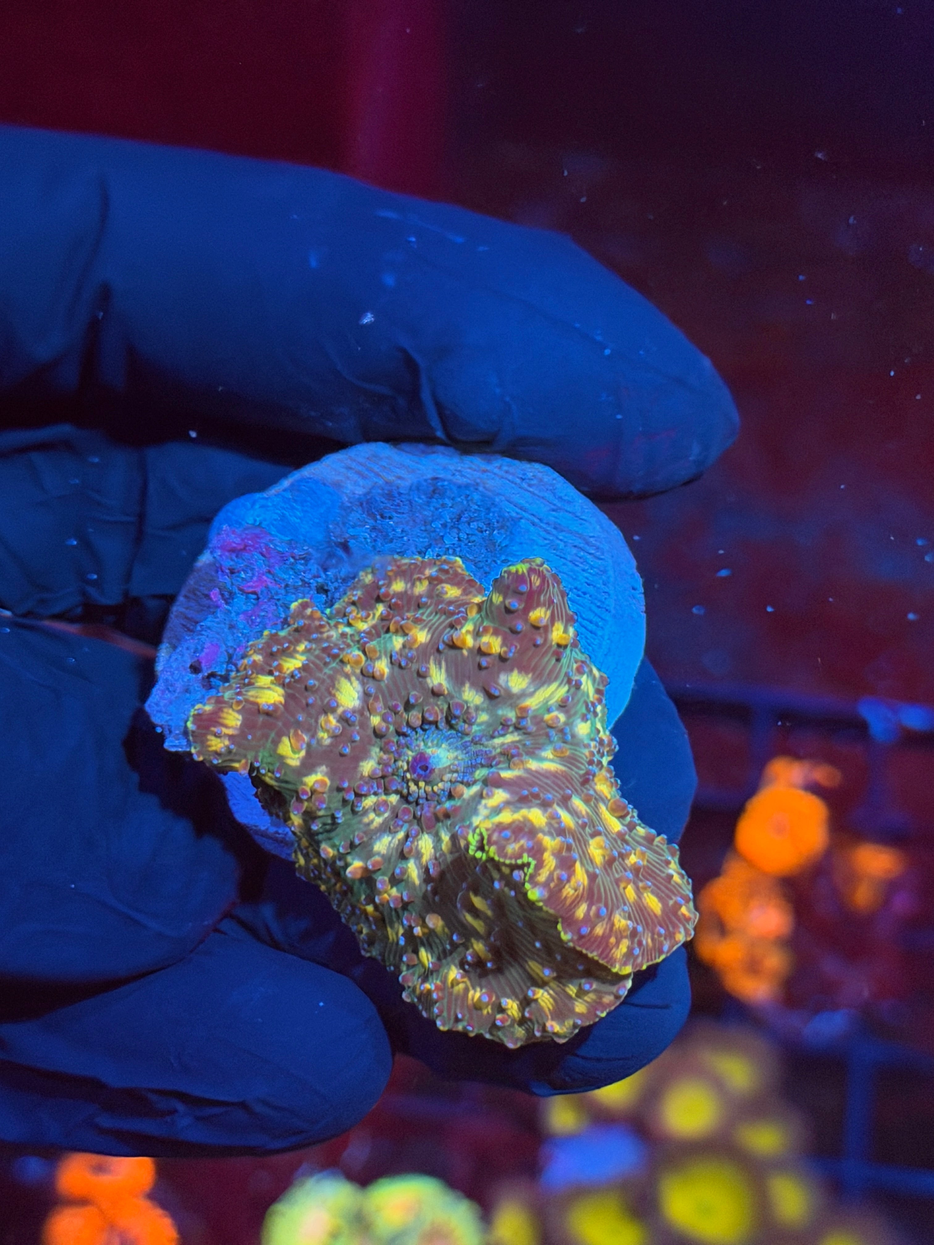 JEA Demogorgon Mushroom Coral XL 8/28