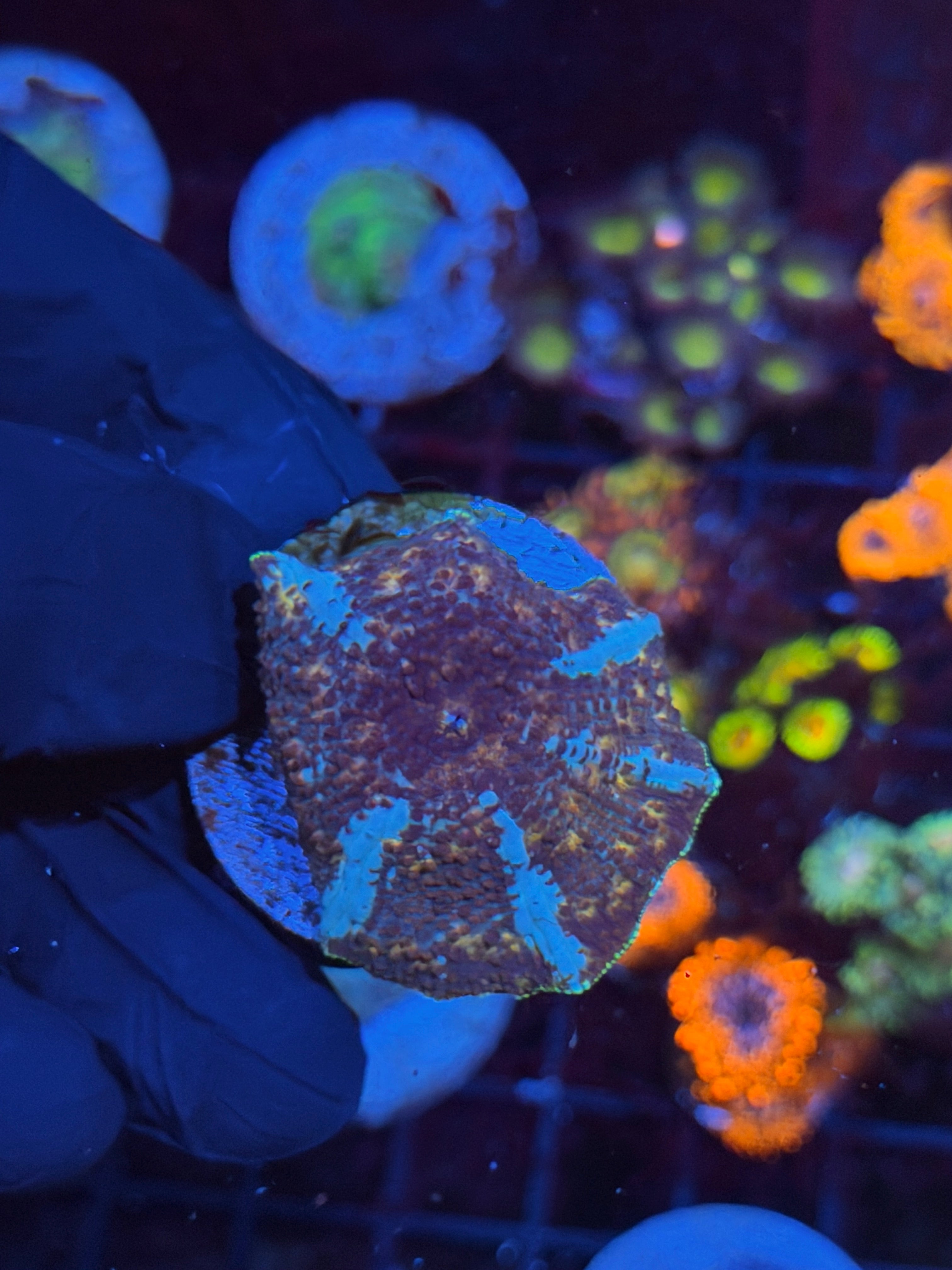 JEA Riot Shield Jawbreaker Mushroom Coral XL 8/28