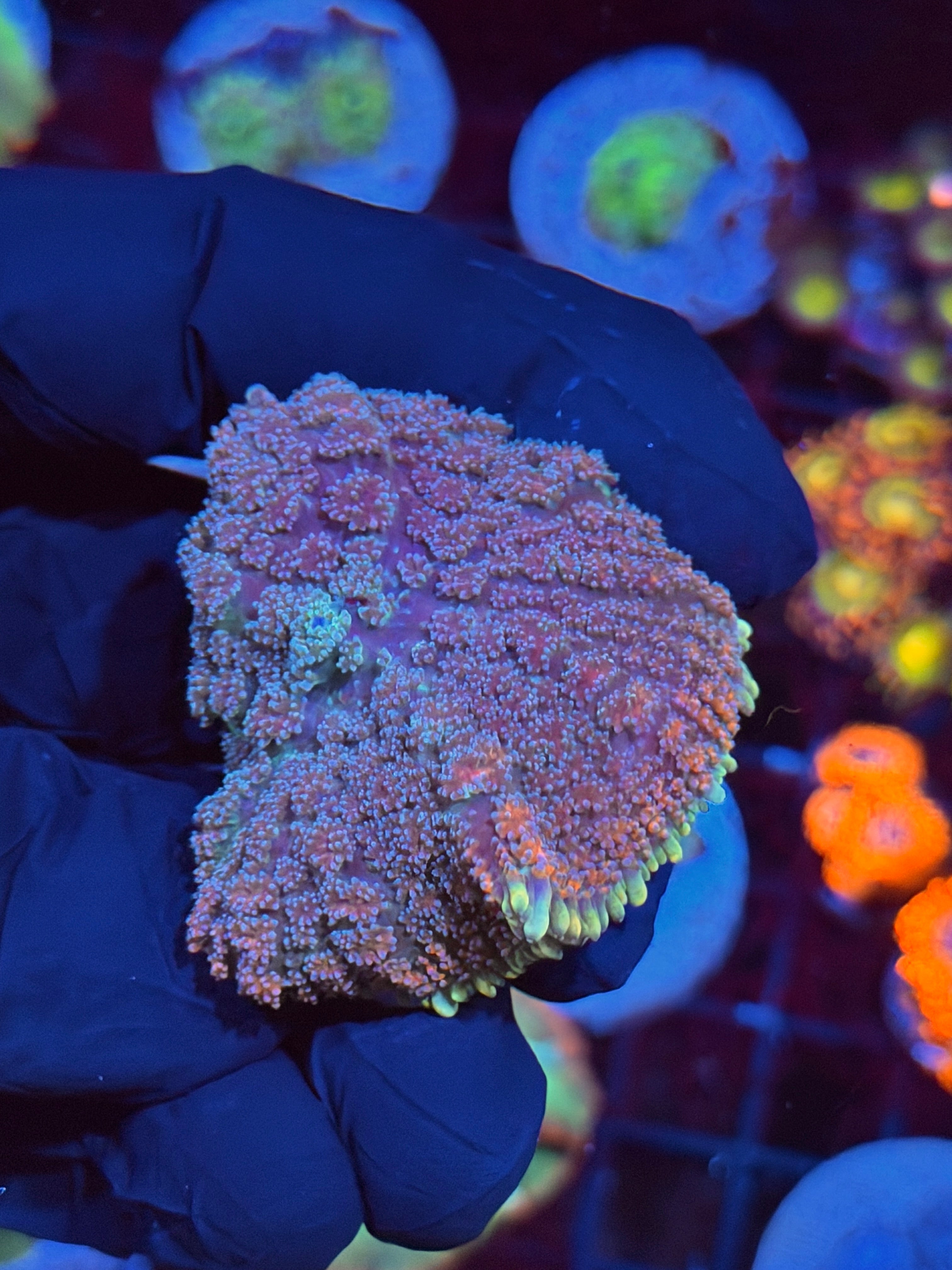 JEA Ghouls N Ghosts Mushroom Coral XL 8/28