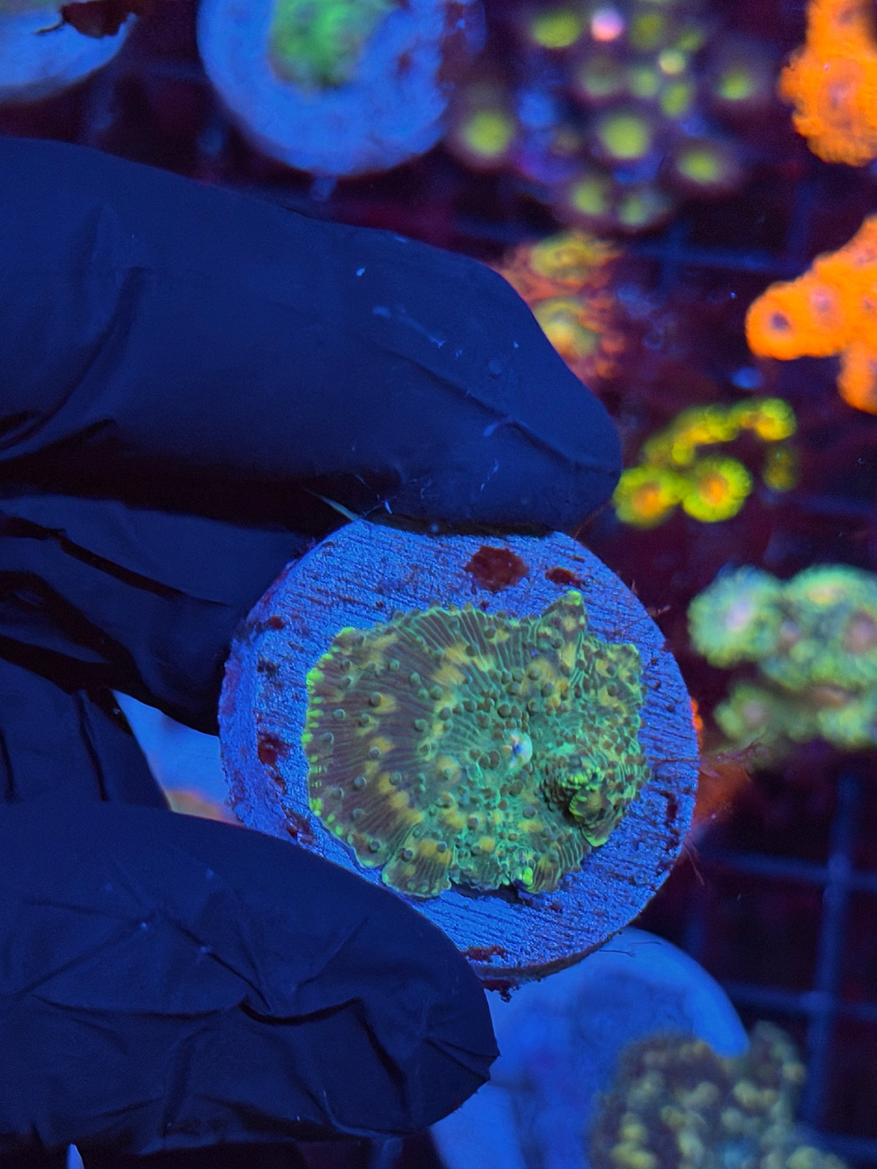 JEA Space Invader Jawbreaker Mushroom Coral 8/28