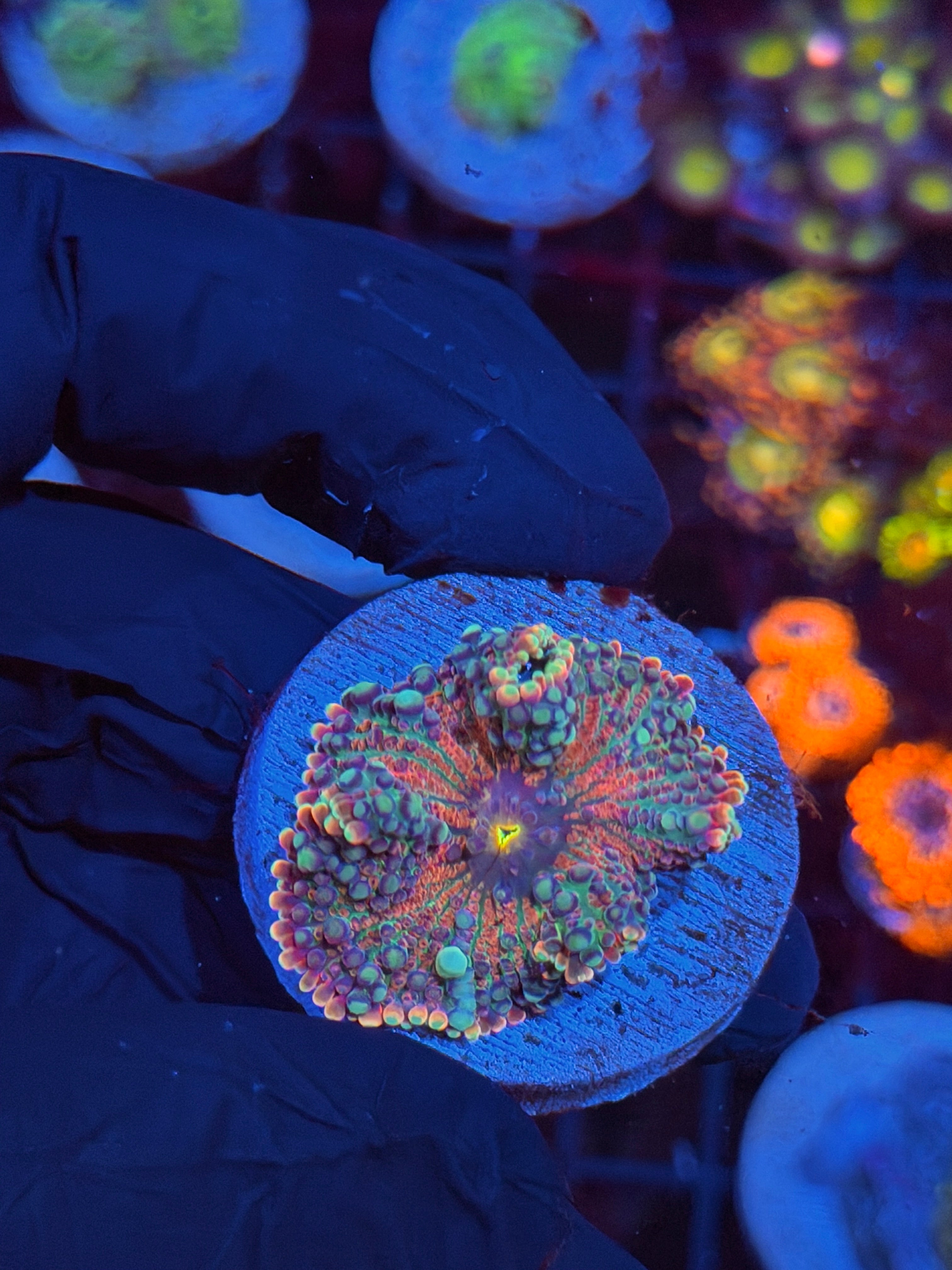 JEA Bubble Blaster Yuma Mushroom Coral 8/28