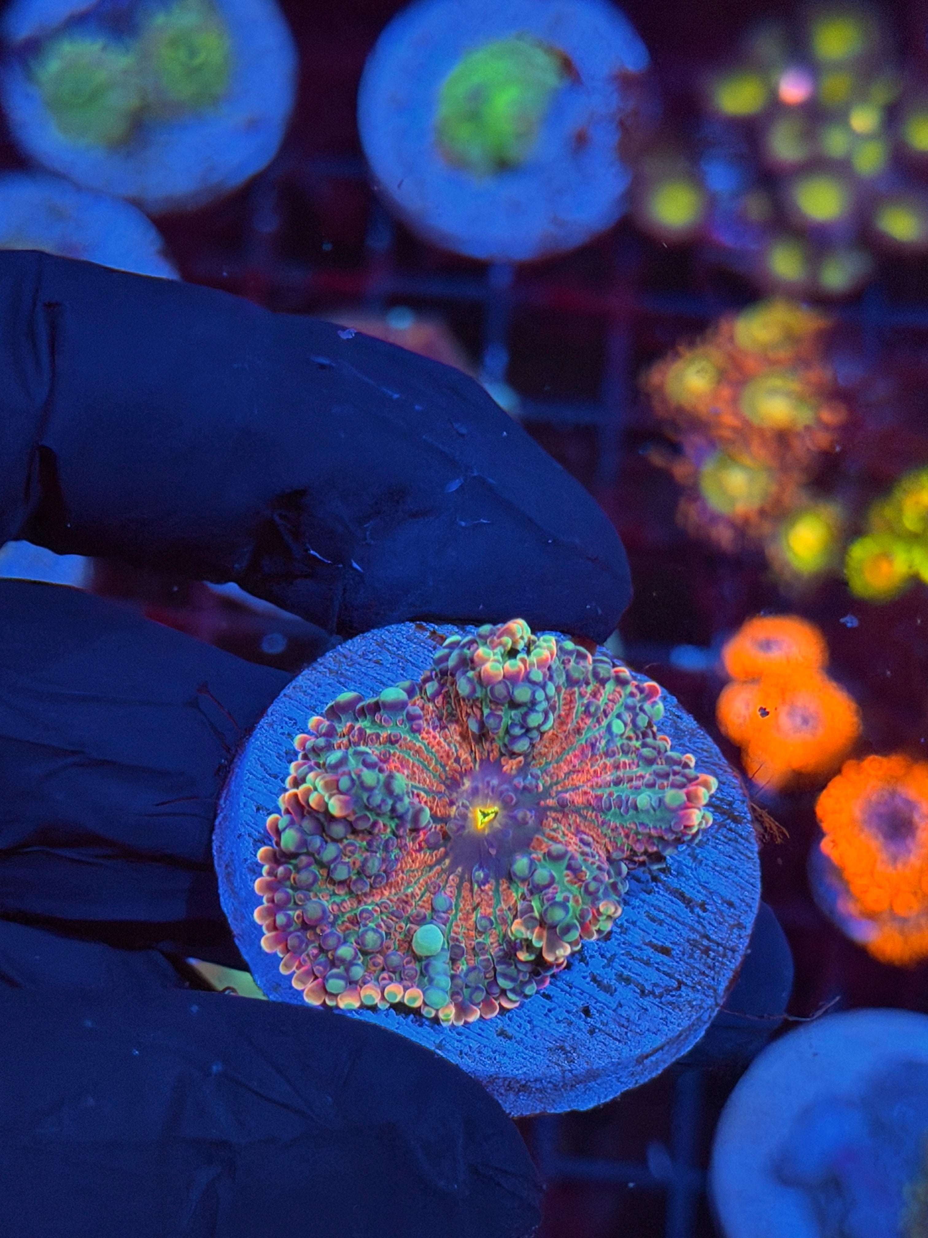 JEA Bubble Blaster Yuma Mushroom Coral 8/28