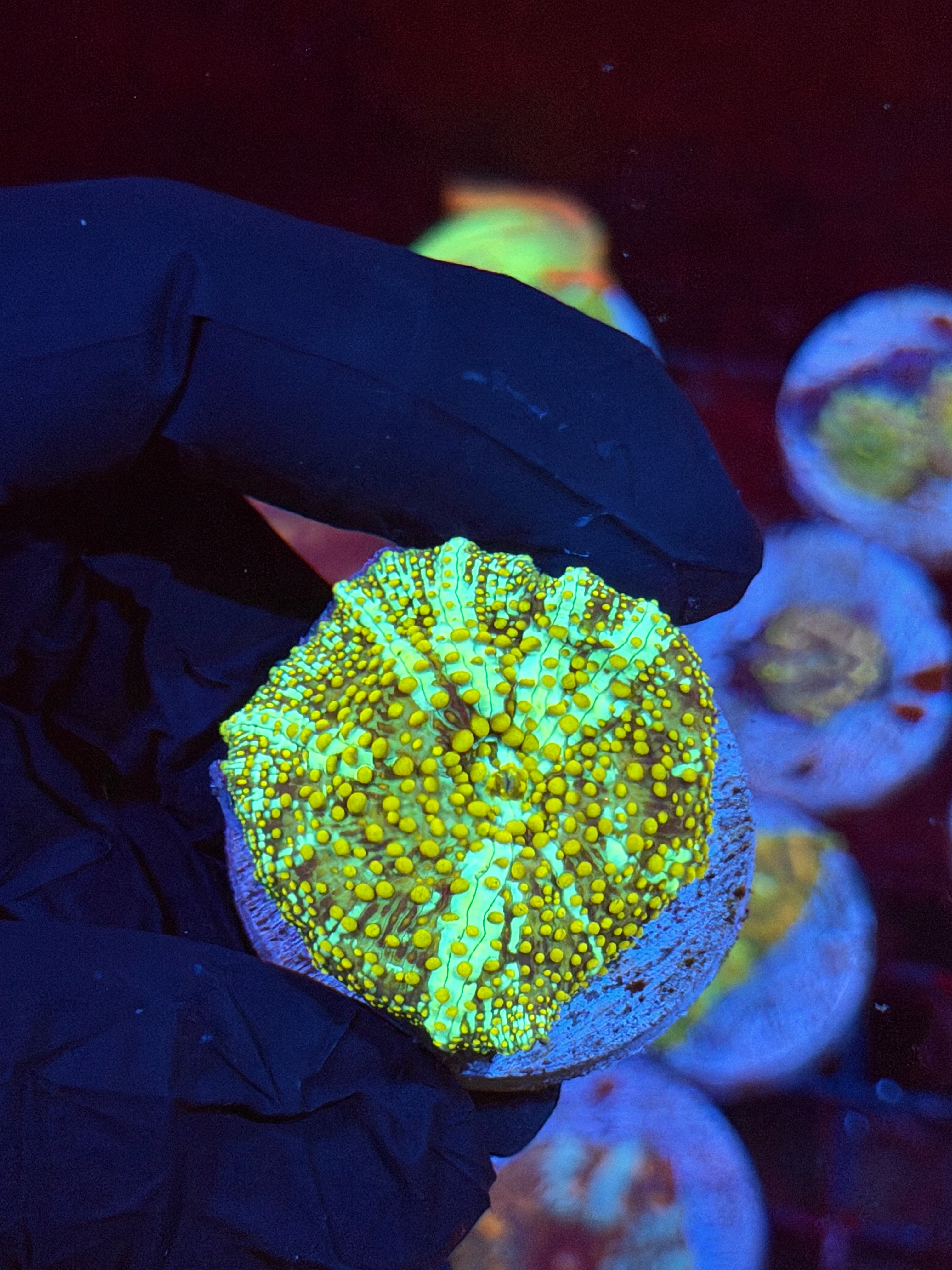 JEA King Midas Jawbreaker Mushroom Coral BRIGHT 8/29