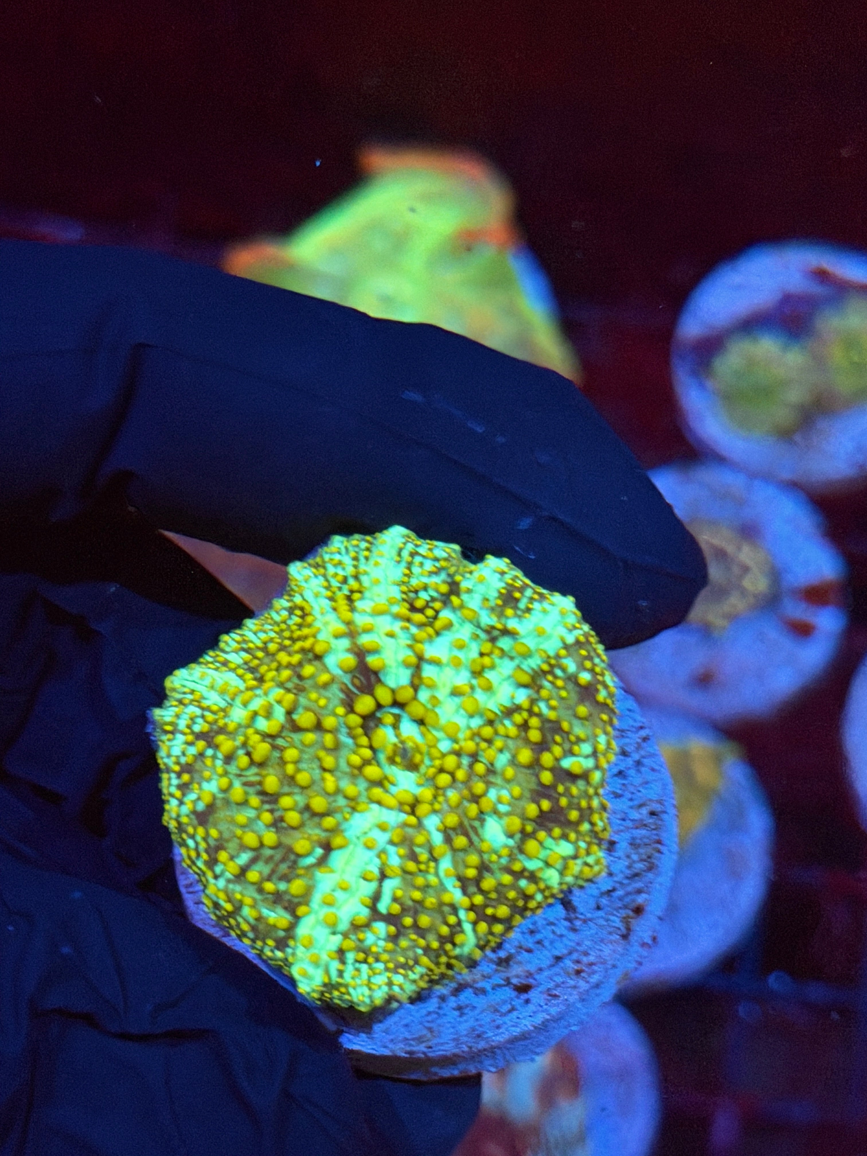 JEA King Midas Jawbreaker Mushroom Coral BRIGHT 8/29