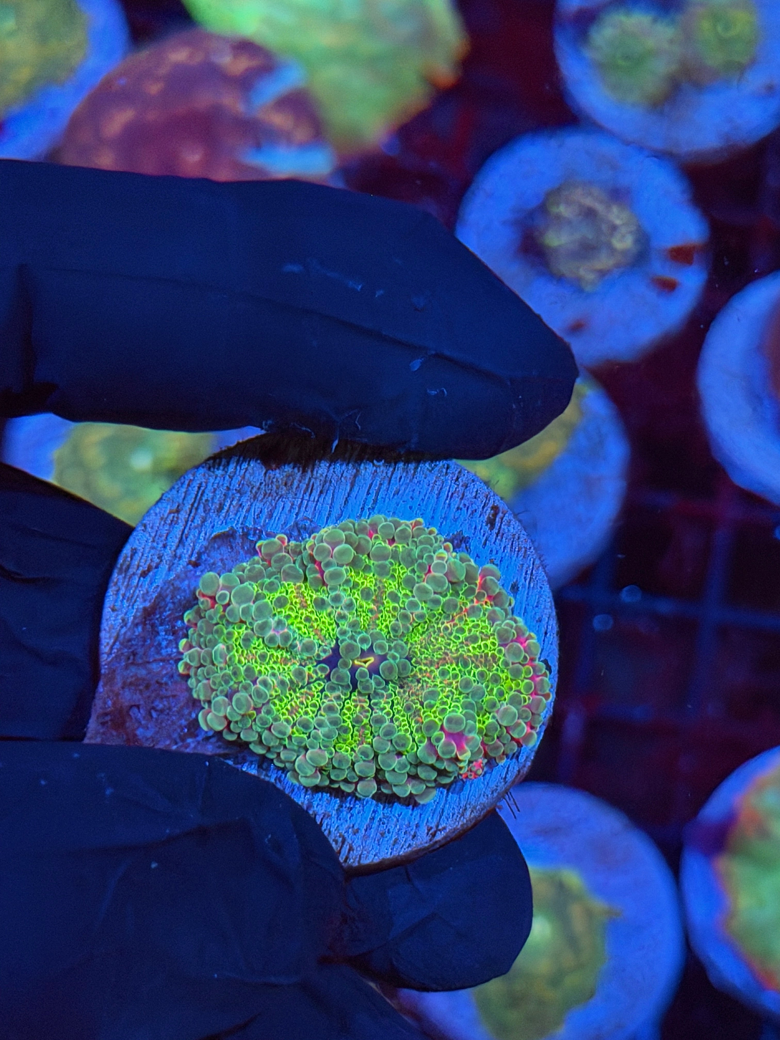 JEA Nuclear Warhead Yuma Mushroom Coral 8/28