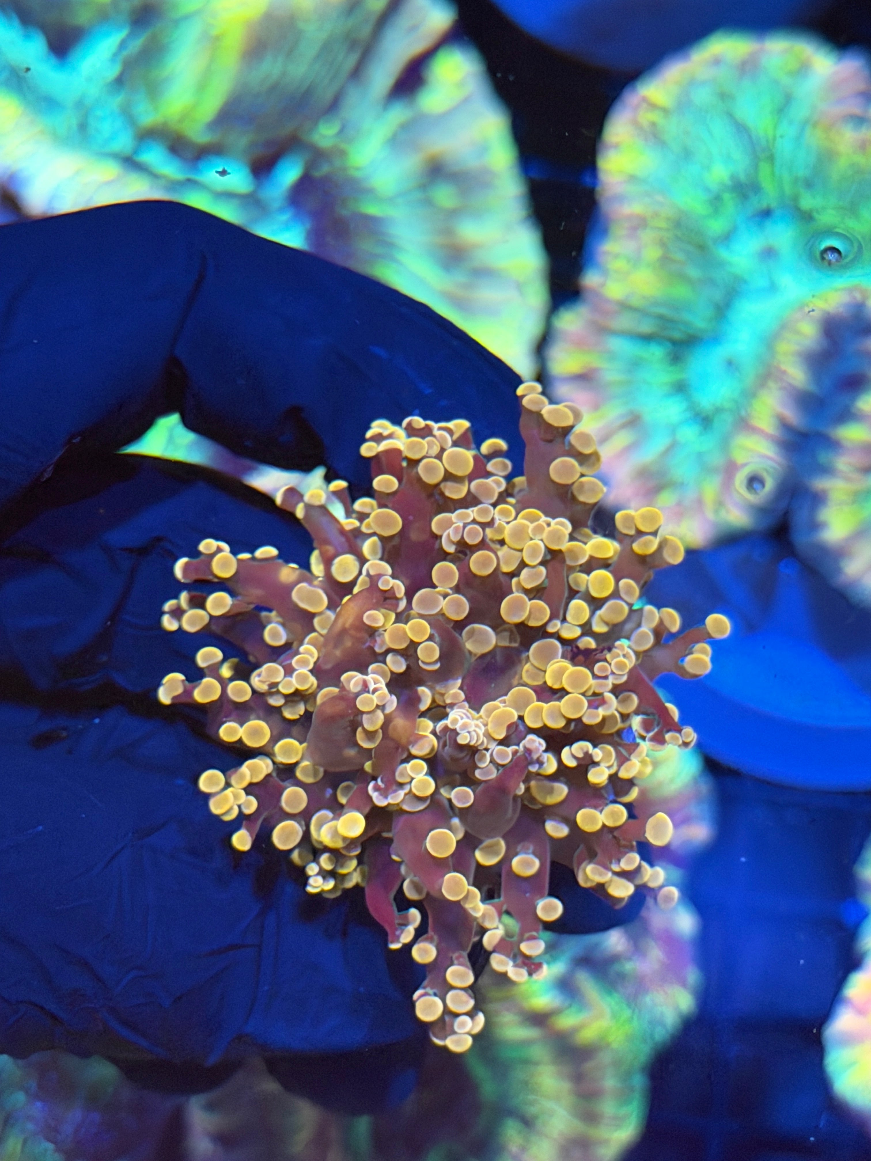 JEA Princess Peach Frogspawn Coral 1 XL Head 8/28