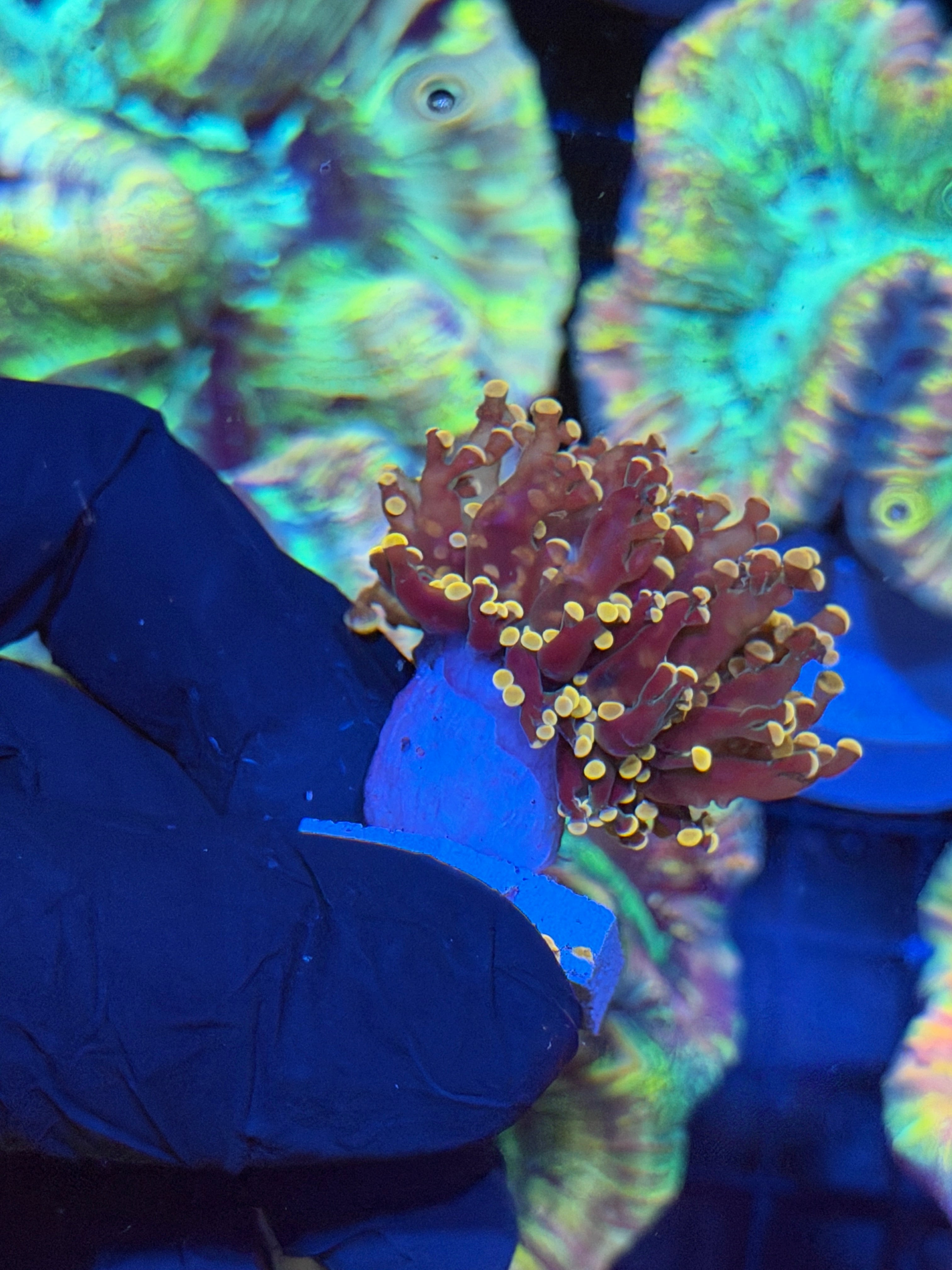 JEA Princess Peach Frogspawn Coral 1 XL Head 8/28