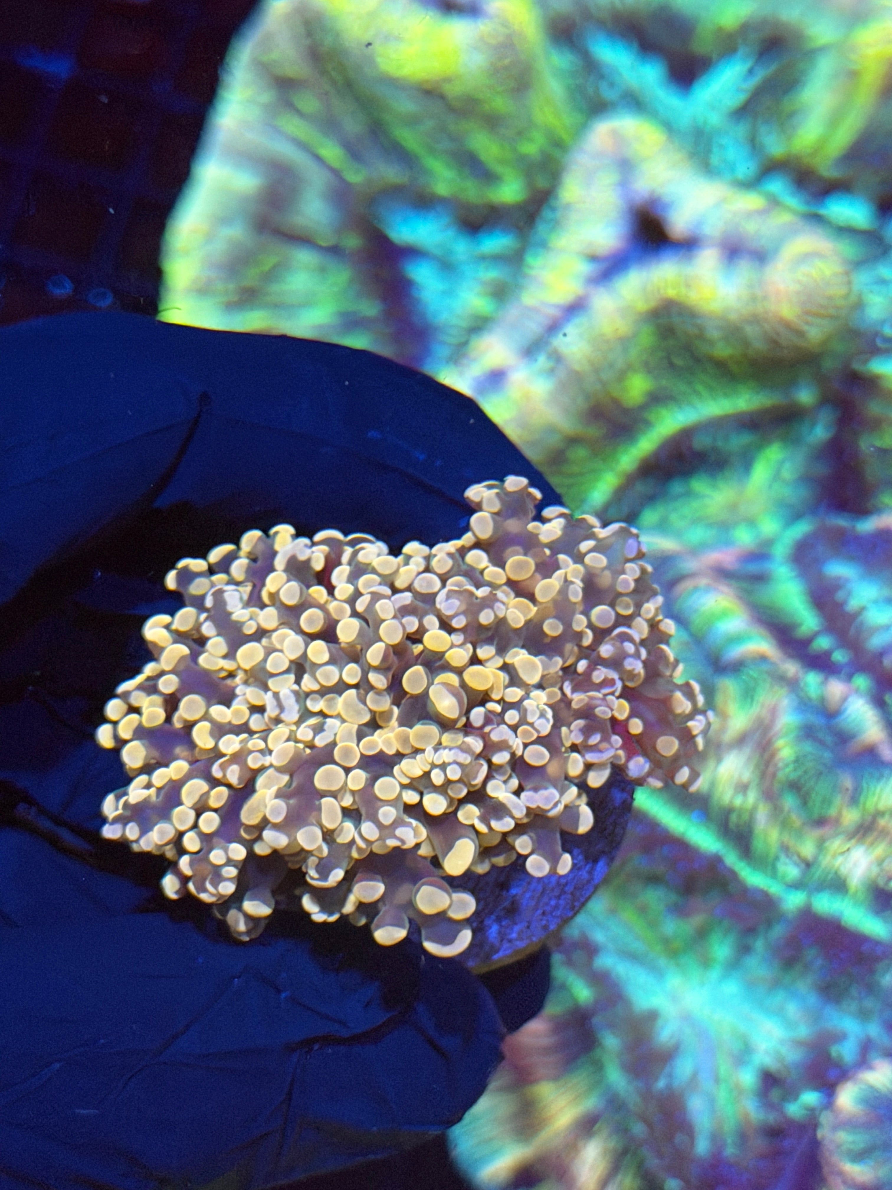 JEA Princess Peach Frogspawn Coral 1 XL Heads Splitting 8/29